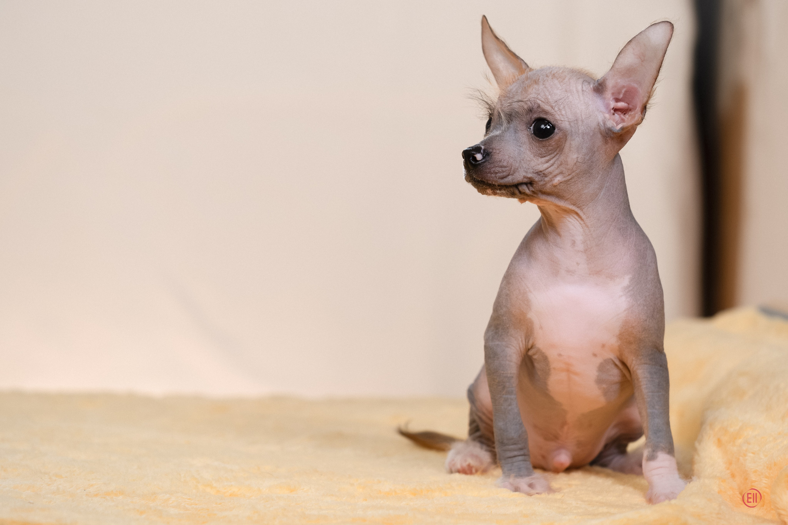 Poale Ell Erofei. Poale Ell Chinese Crested Dog Kennel: Buy a puppy from the kennel