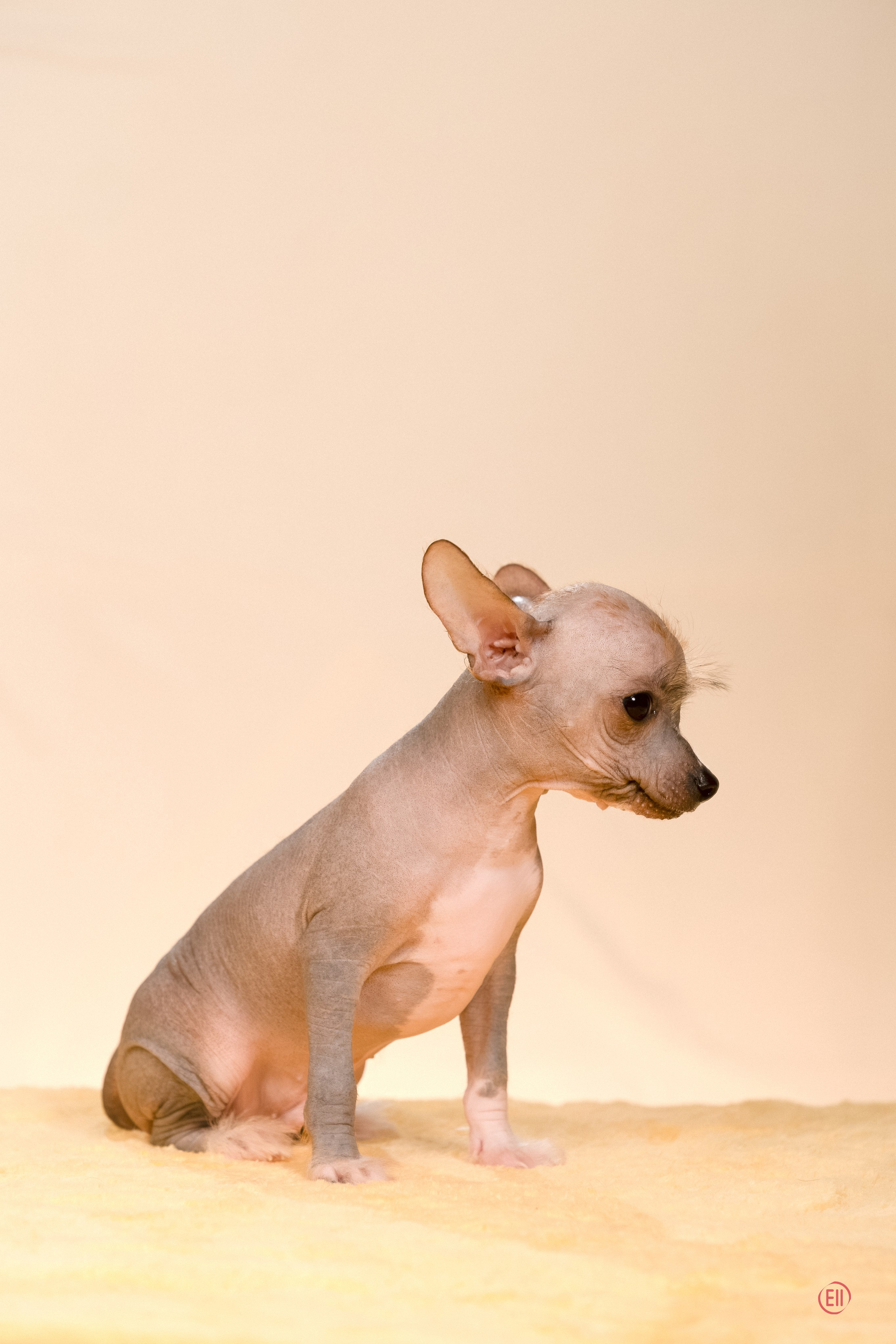 Poale Ell Erofei. Poale Ell Chinese Crested Dog Kennel: Buy a puppy from the kennel