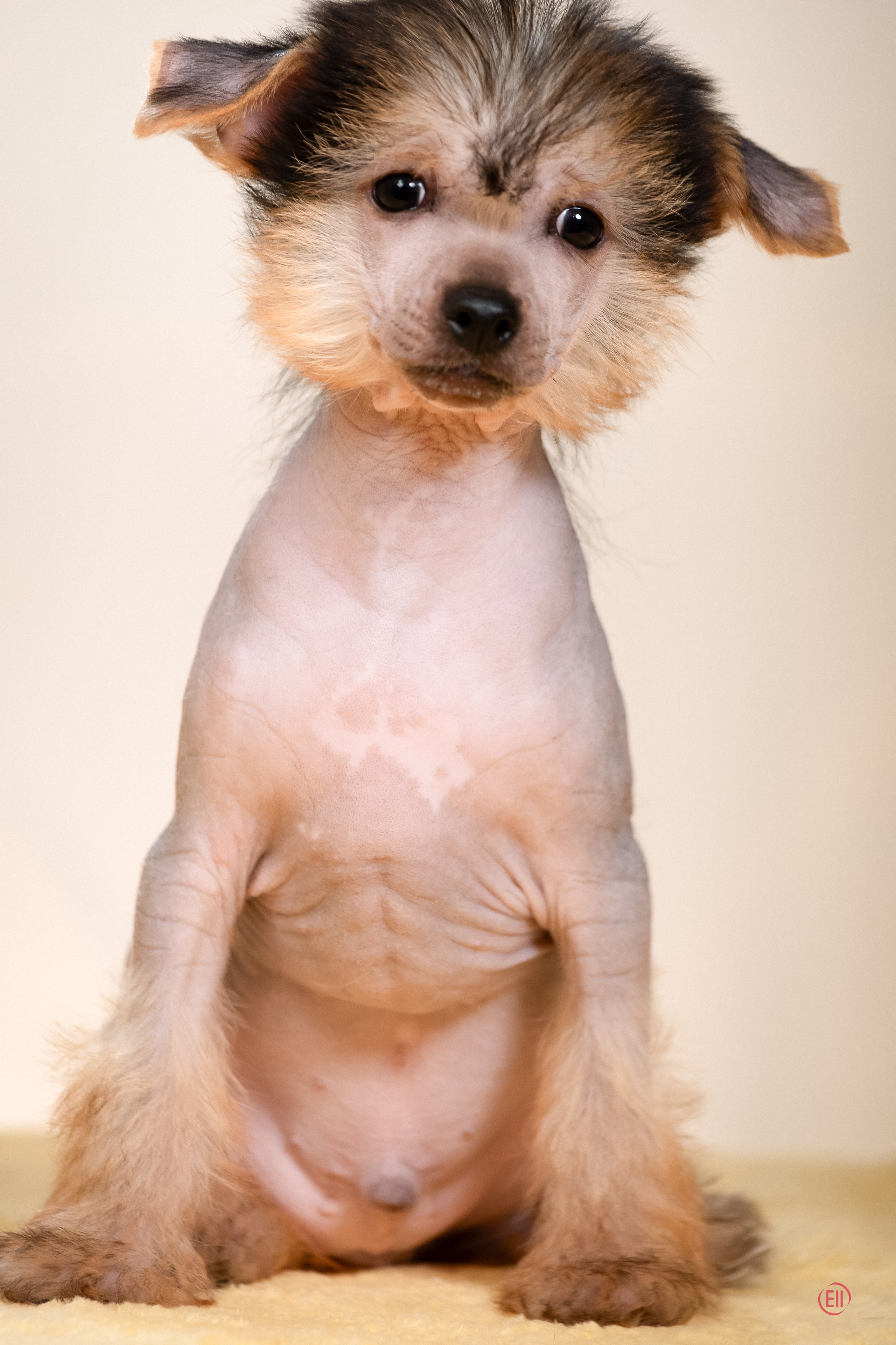 Poale Ell Zhan. Poale Ell Chinese Crested Dog Kennel: Buy a puppy from the kennel