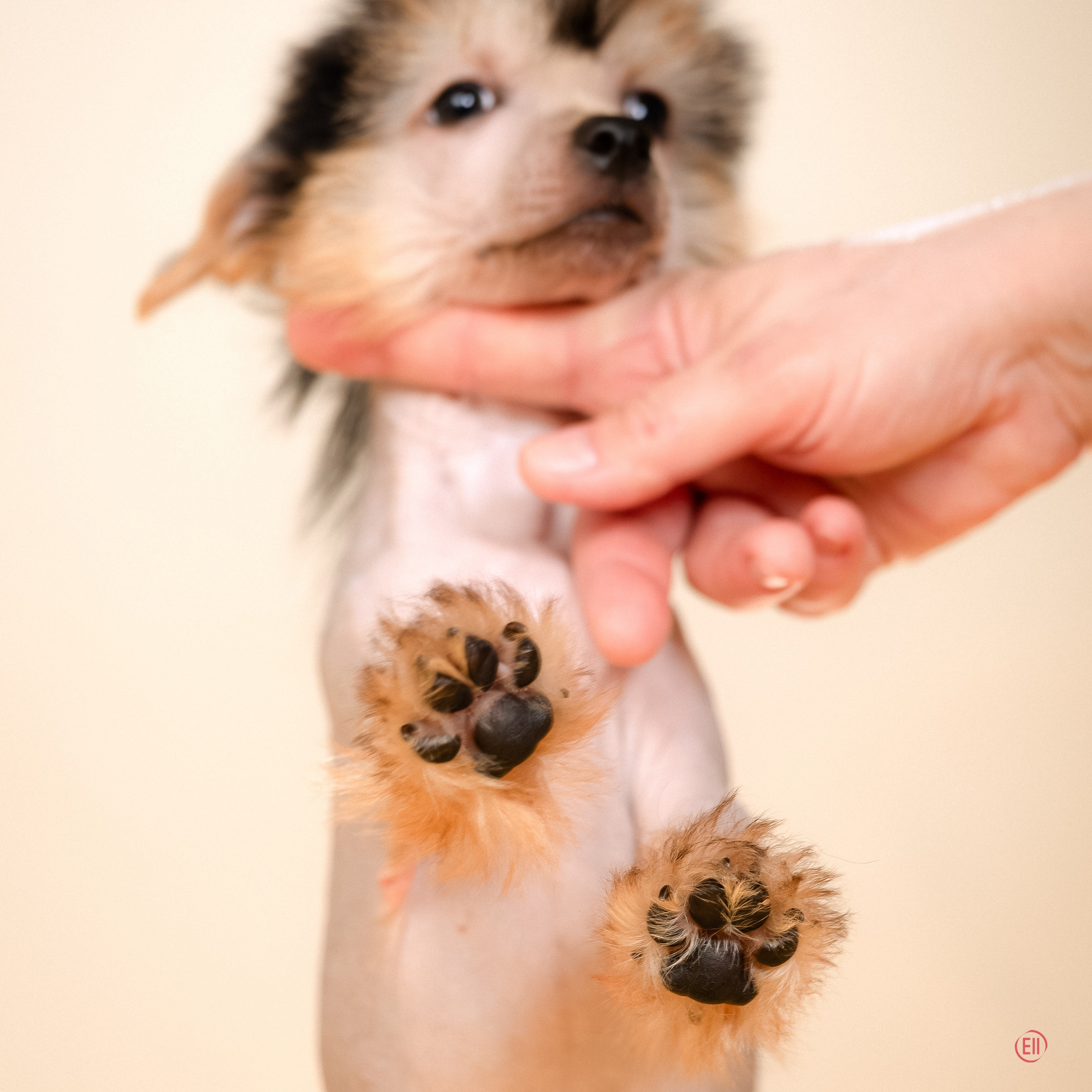 Poale Ell Zhan. Poale Ell Chinese Crested Dog Kennel: Buy a puppy from the kennel