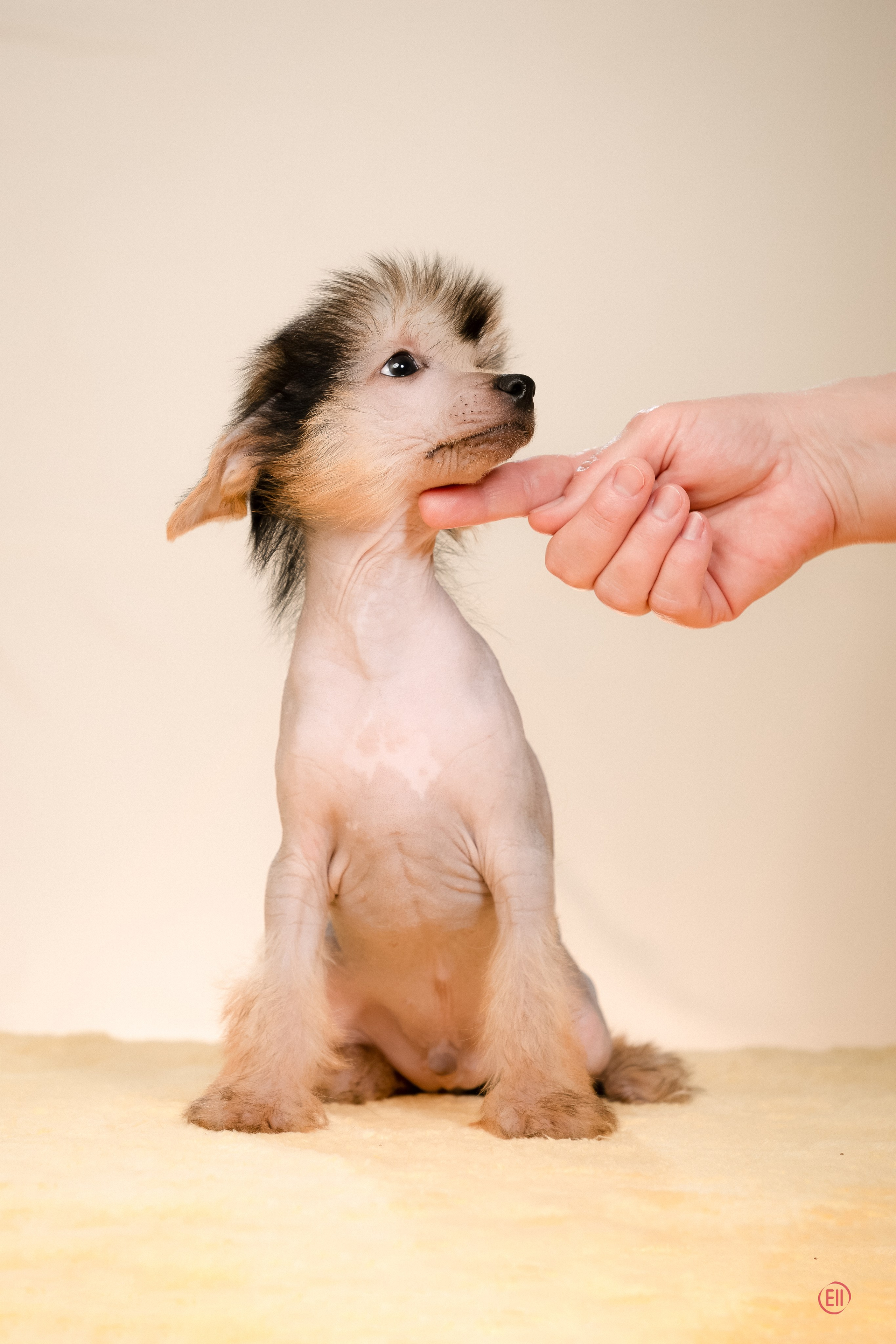 Poale Ell Zhan. Poale Ell Chinese Crested Dog Kennel: Buy a puppy from the kennel