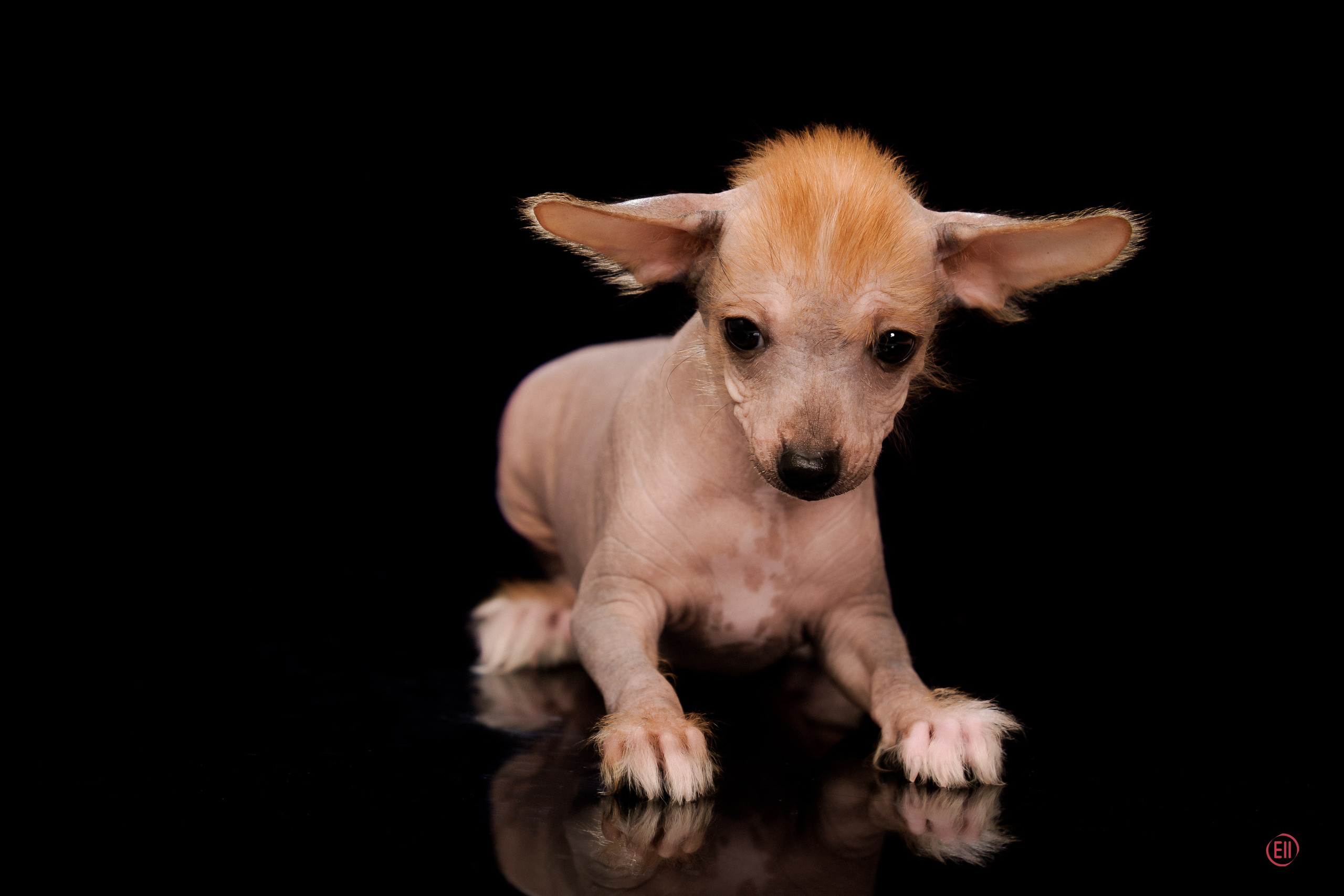 Poale Ell Eva. Poale Ell Chinese Crested Dog Kennel: Buy a puppy from the kennel
