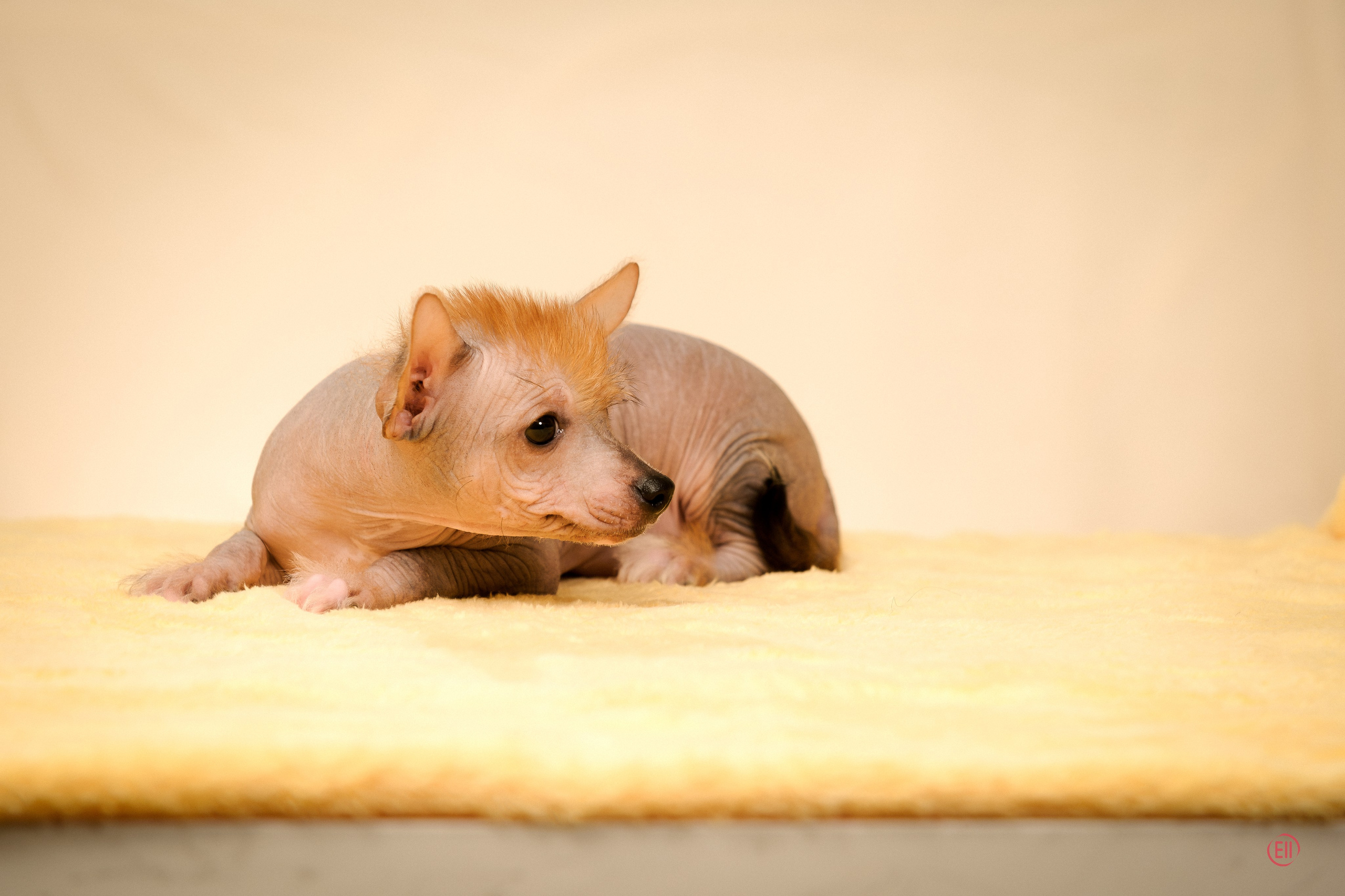 Poale Ell Eva. Poale Ell Chinese Crested Dog Kennel: Buy a puppy from the kennel