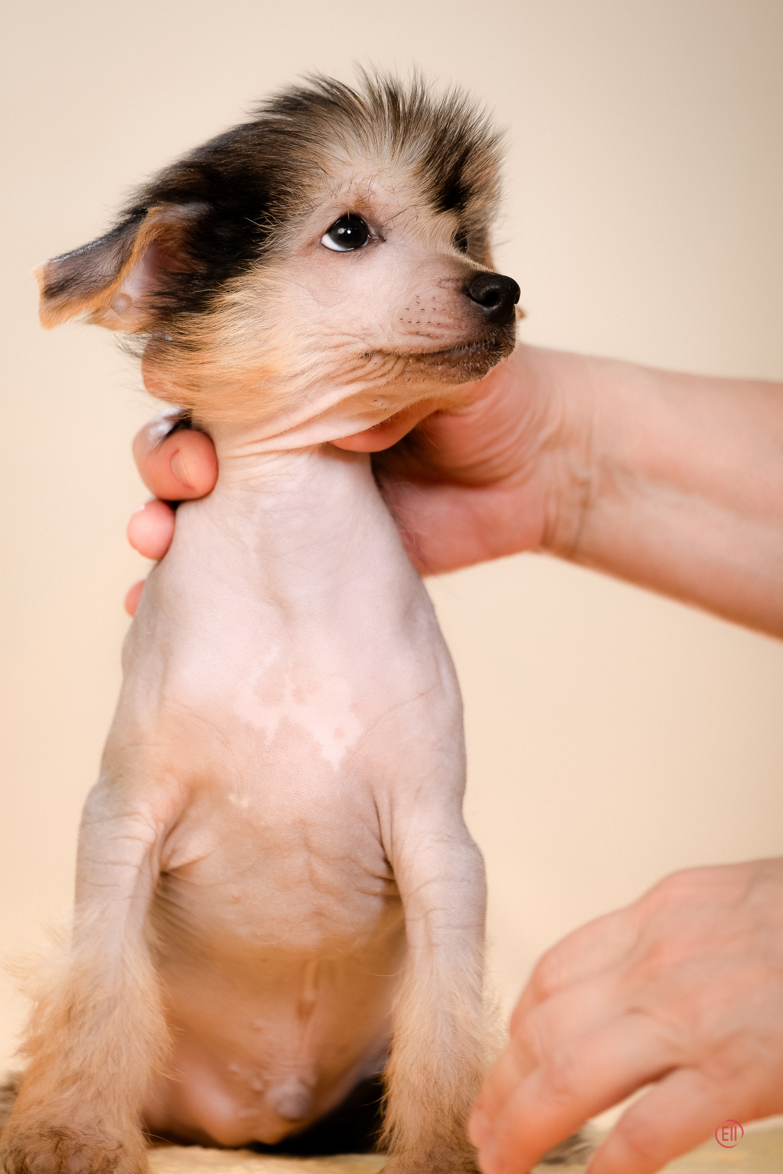 Poale Ell Zhan. Poale Ell Chinese Crested Dog Kennel: Buy a puppy from the kennel