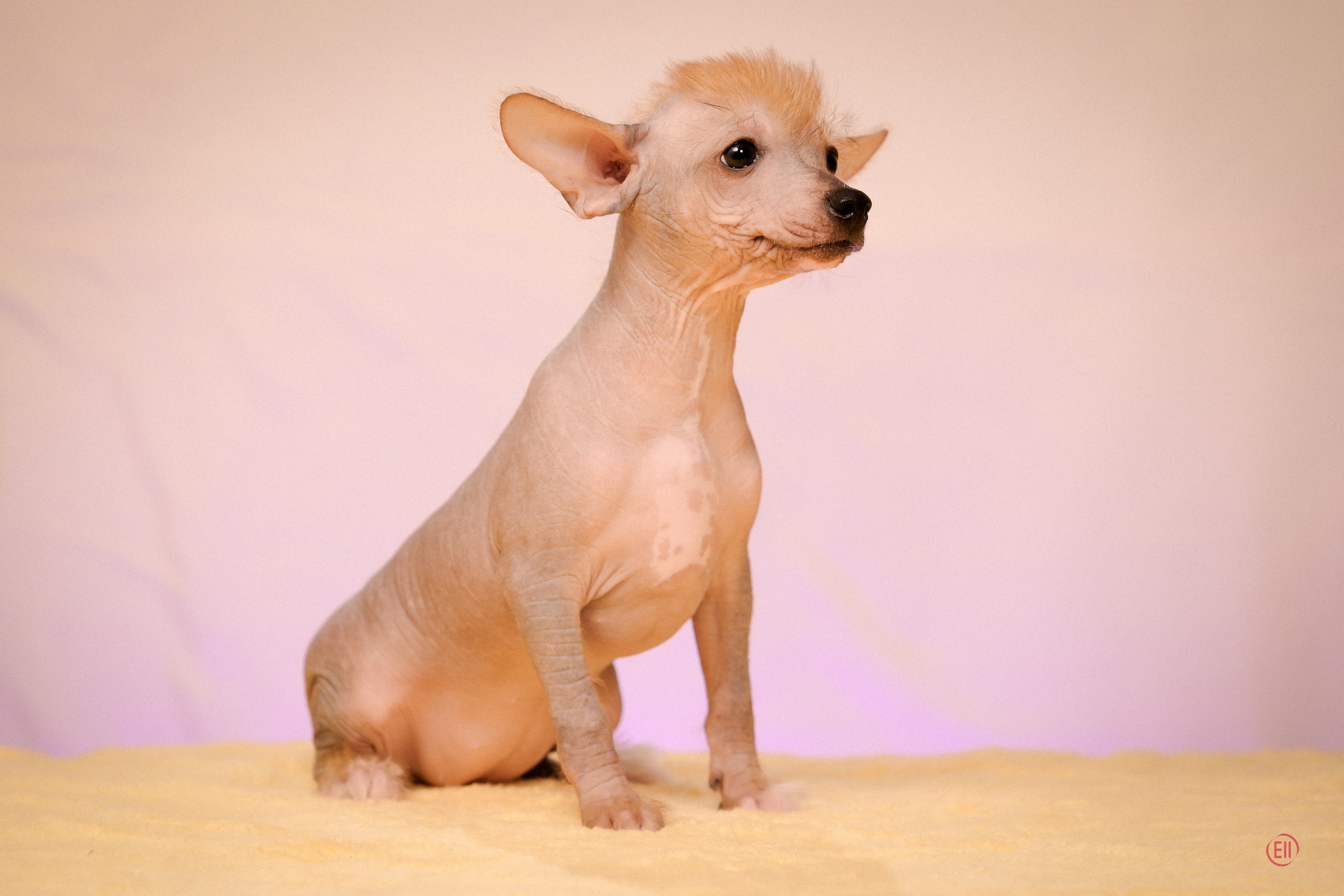 Poale Ell Eva. Poale Ell Chinese Crested Dog Kennel: Buy a puppy from the kennel