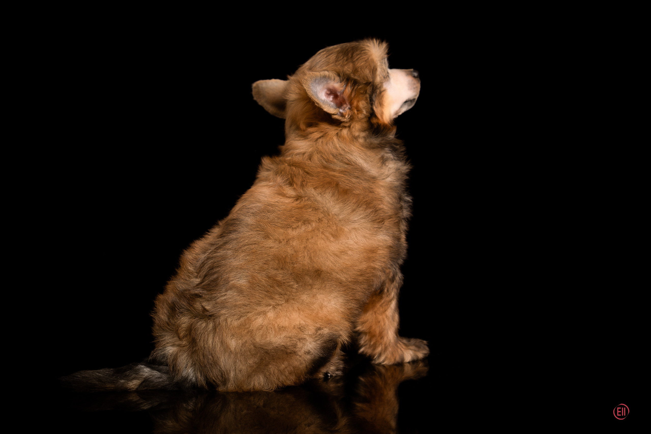 Poale Ell Zhak. Poale Ell Chinese Crested Dog Kennel: Buy a puppy from the kennel