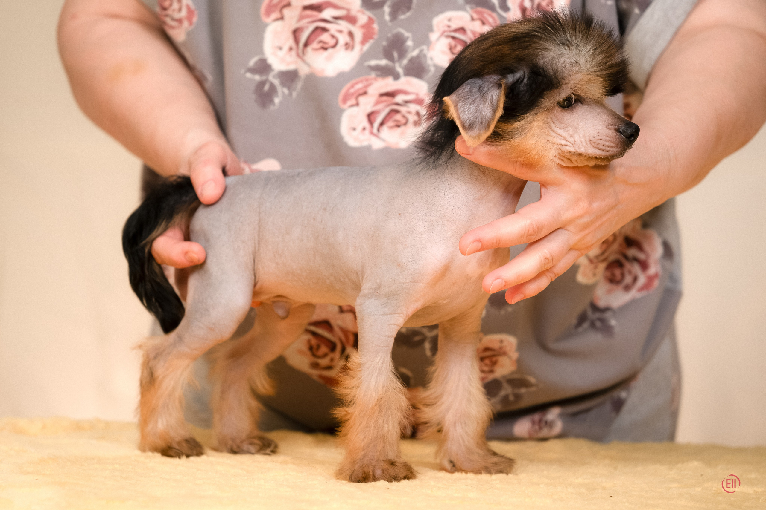 Poale Ell Zhan. Poale Ell Chinese Crested Dog Kennel: Buy a puppy from the kennel