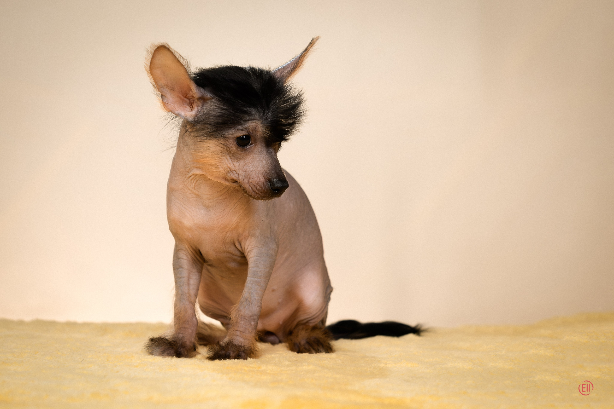 Poale Ell Zhasmin. Poale Ell Chinese Crested Dog Kennel: Buy a puppy from the kennel