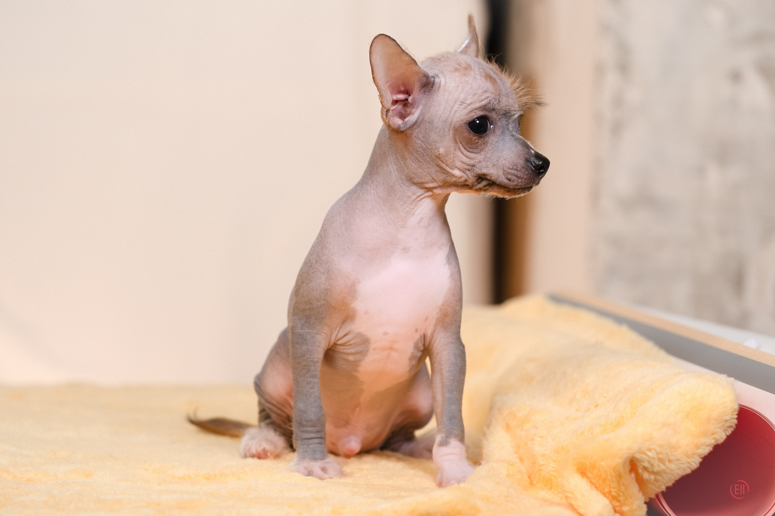 Poale Ell Erofei. Poale Ell Chinese Crested Dog Kennel: Buy a puppy from the kennel