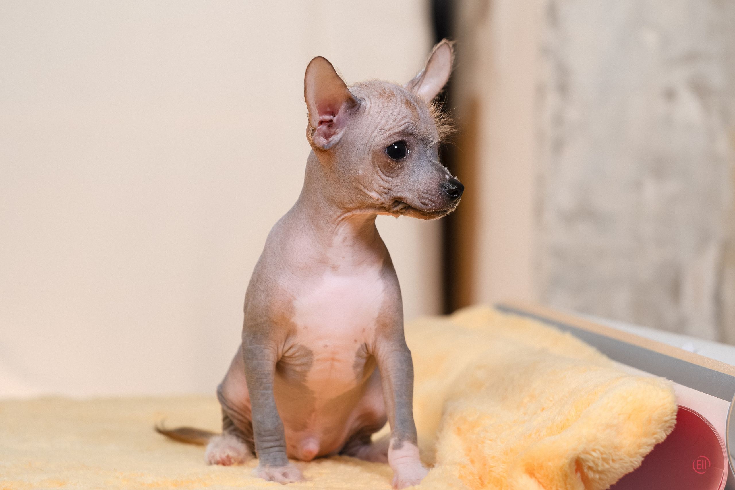 Poale Ell Erofei. Poale Ell Chinese Crested Dog Kennel: Buy a puppy from the kennel