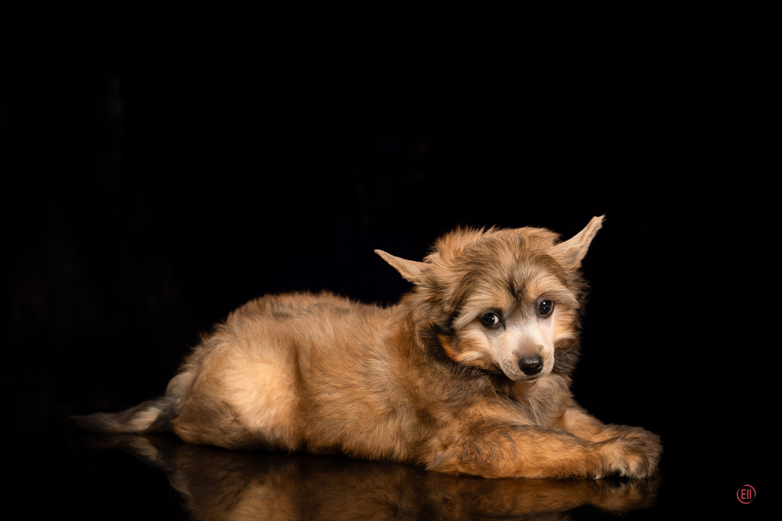 Poale Ell Zhak. Poale Ell Chinese Crested Dog Kennel: Buy a puppy from the kennel