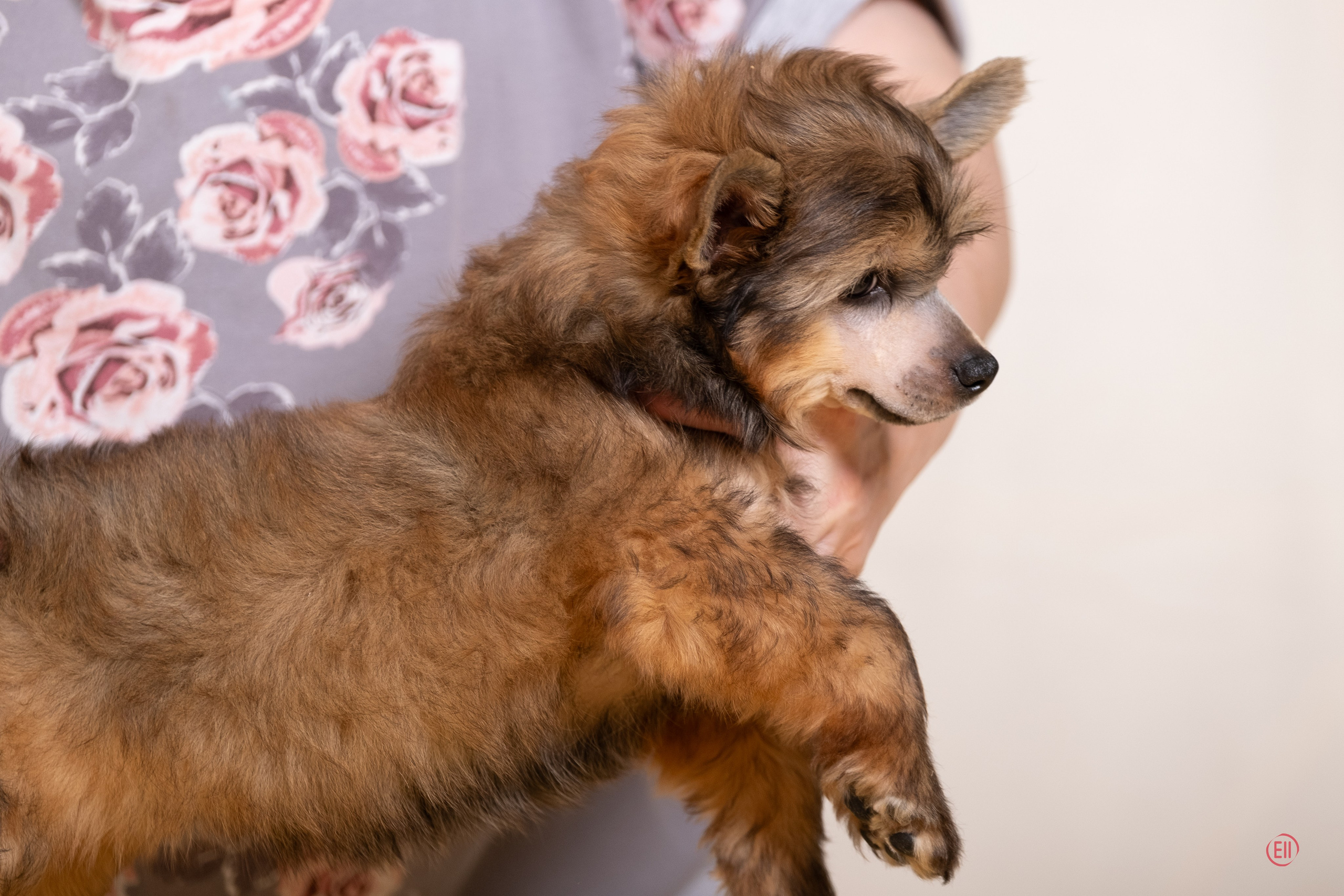 Poale Ell Zhak. Poale Ell Chinese Crested Dog Kennel: Buy a puppy from the kennel