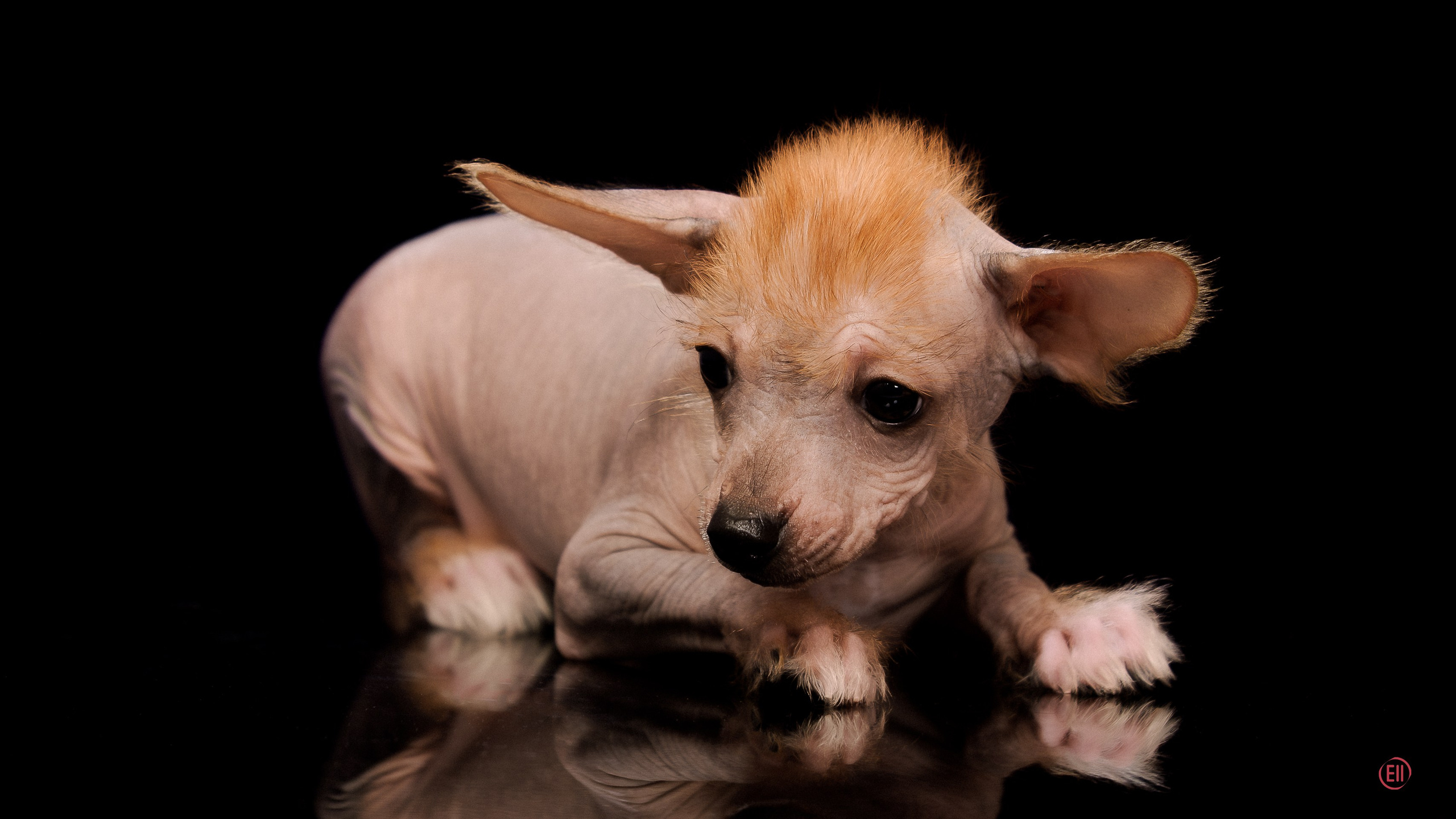 Poale Ell Eva. Poale Ell Chinese Crested Dog Kennel: Buy a puppy from the kennel