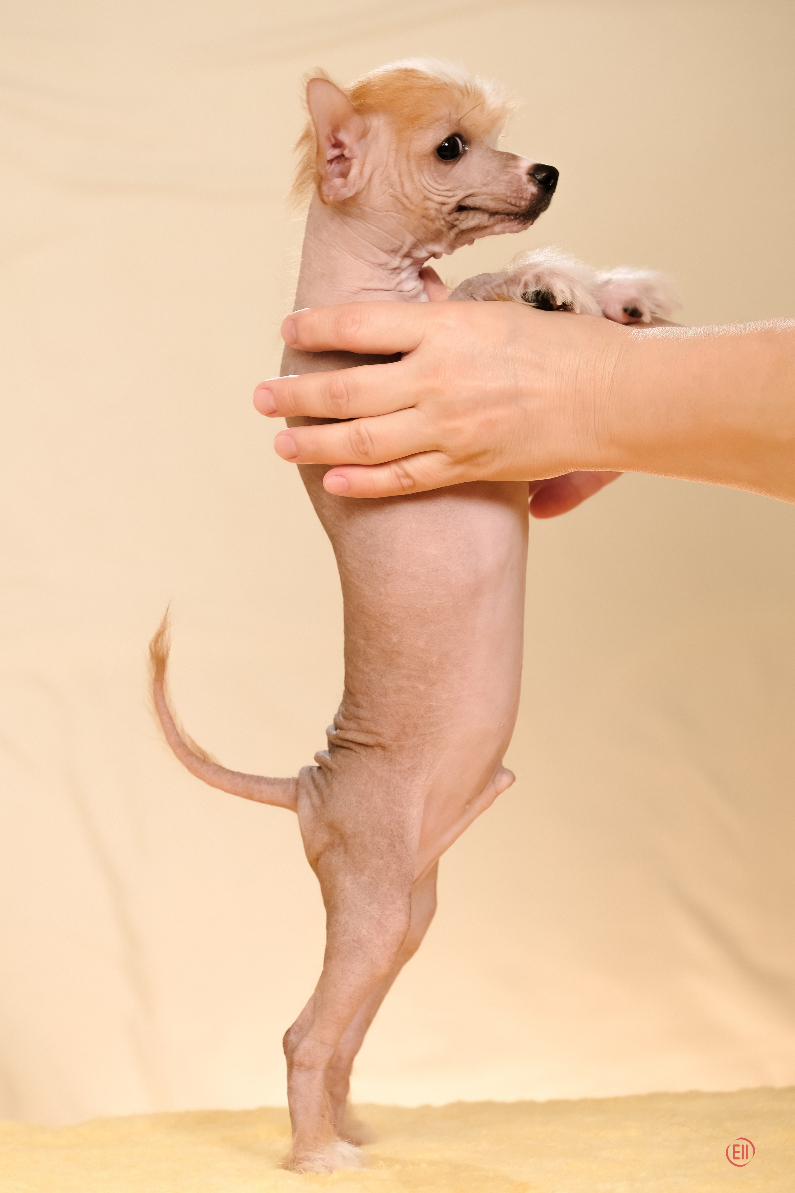 Poale Ell Evsei. Poale Ell Chinese Crested Dog Kennel: Buy a puppy from the kennel