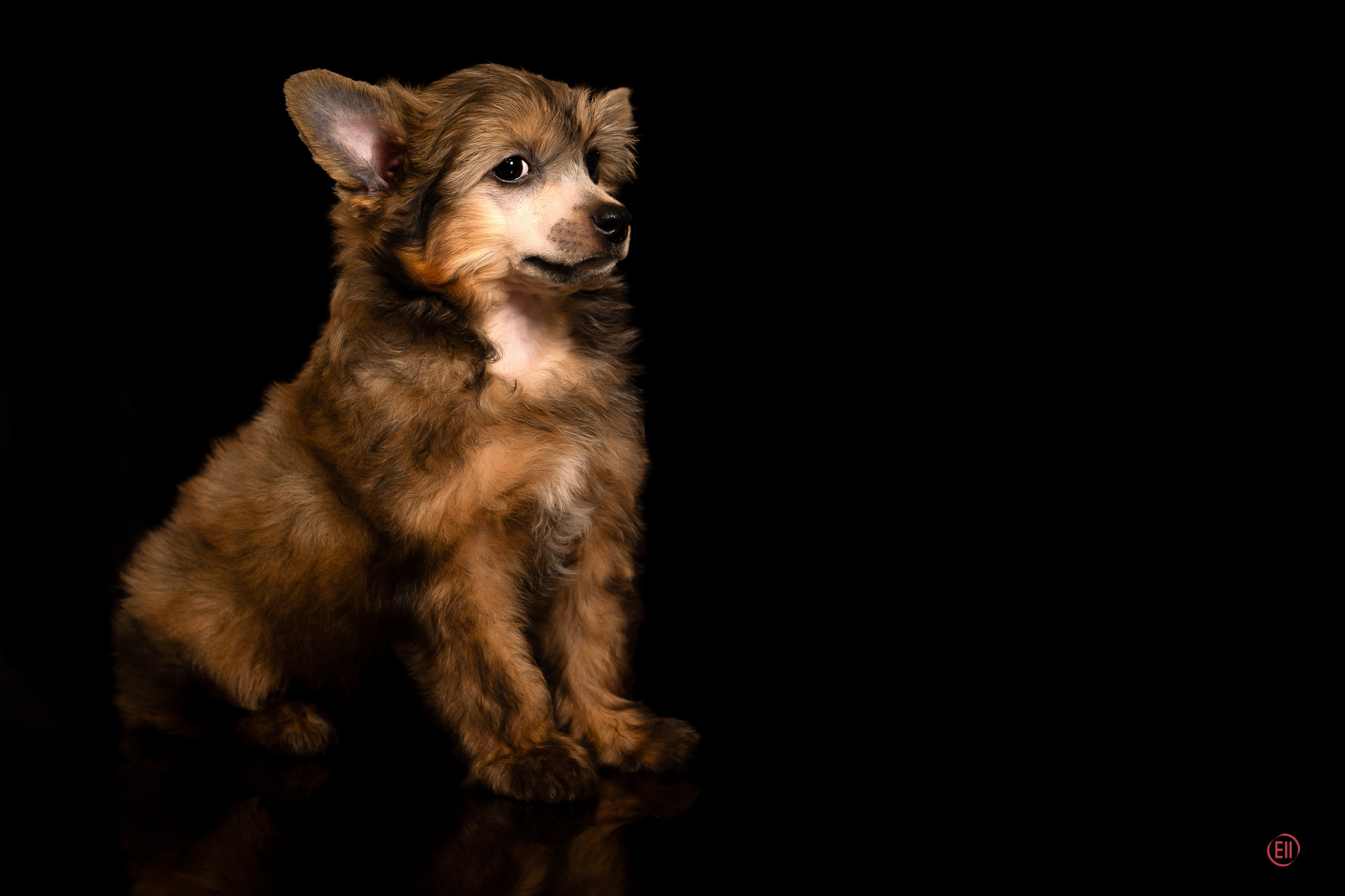 Poale Ell Zhak. Poale Ell Chinese Crested Dog Kennel: Buy a puppy from the kennel