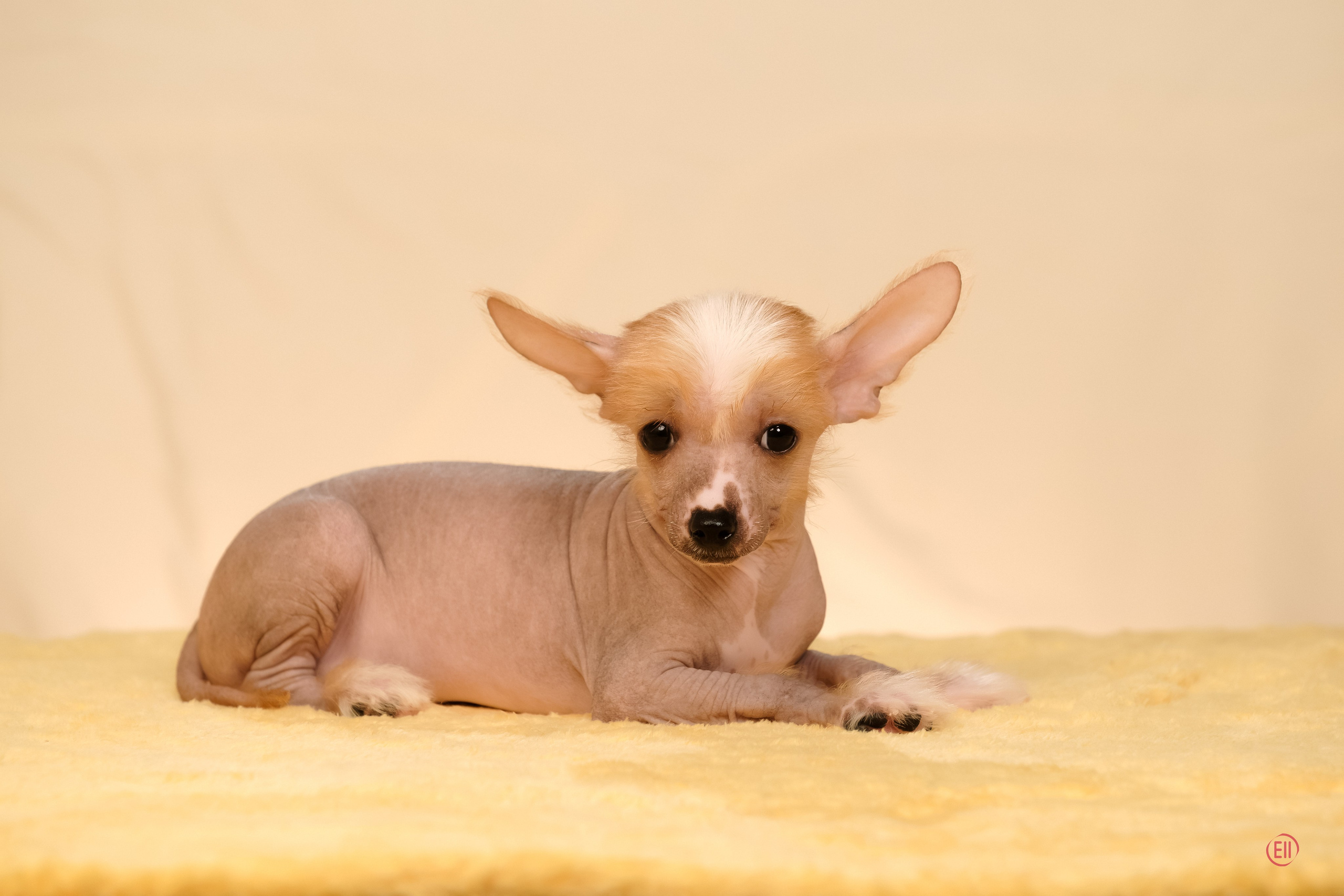 Poale Ell Evsei. Poale Ell Chinese Crested Dog Kennel: Buy a puppy from the kennel