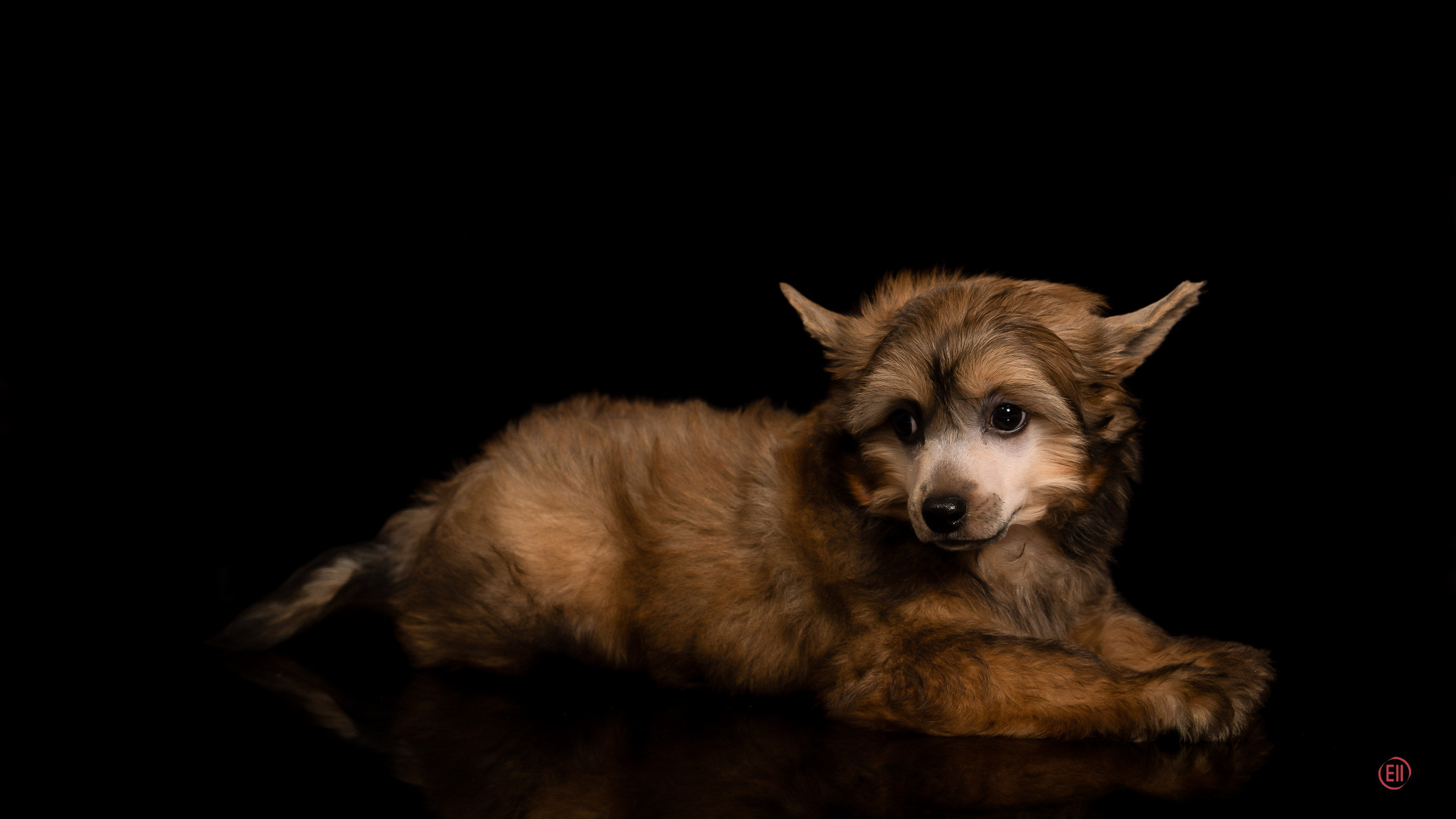 Poale Ell Zhak. Poale Ell Chinese Crested Dog Kennel: Buy a puppy from the kennel
