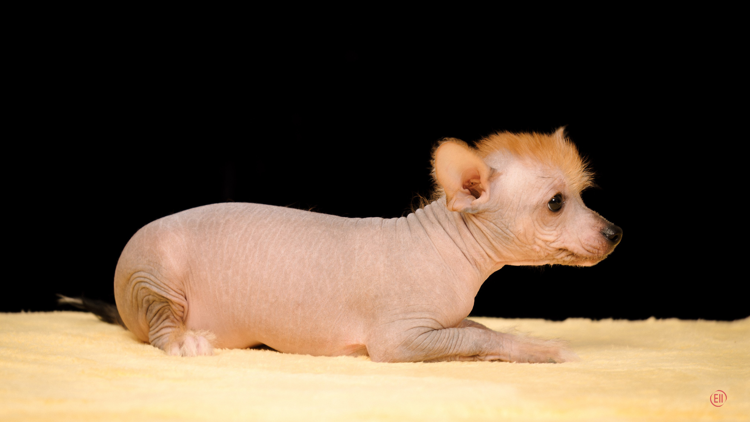 Poale Ell Eva. Poale Ell Chinese Crested Dog Kennel: Buy a puppy from the kennel
