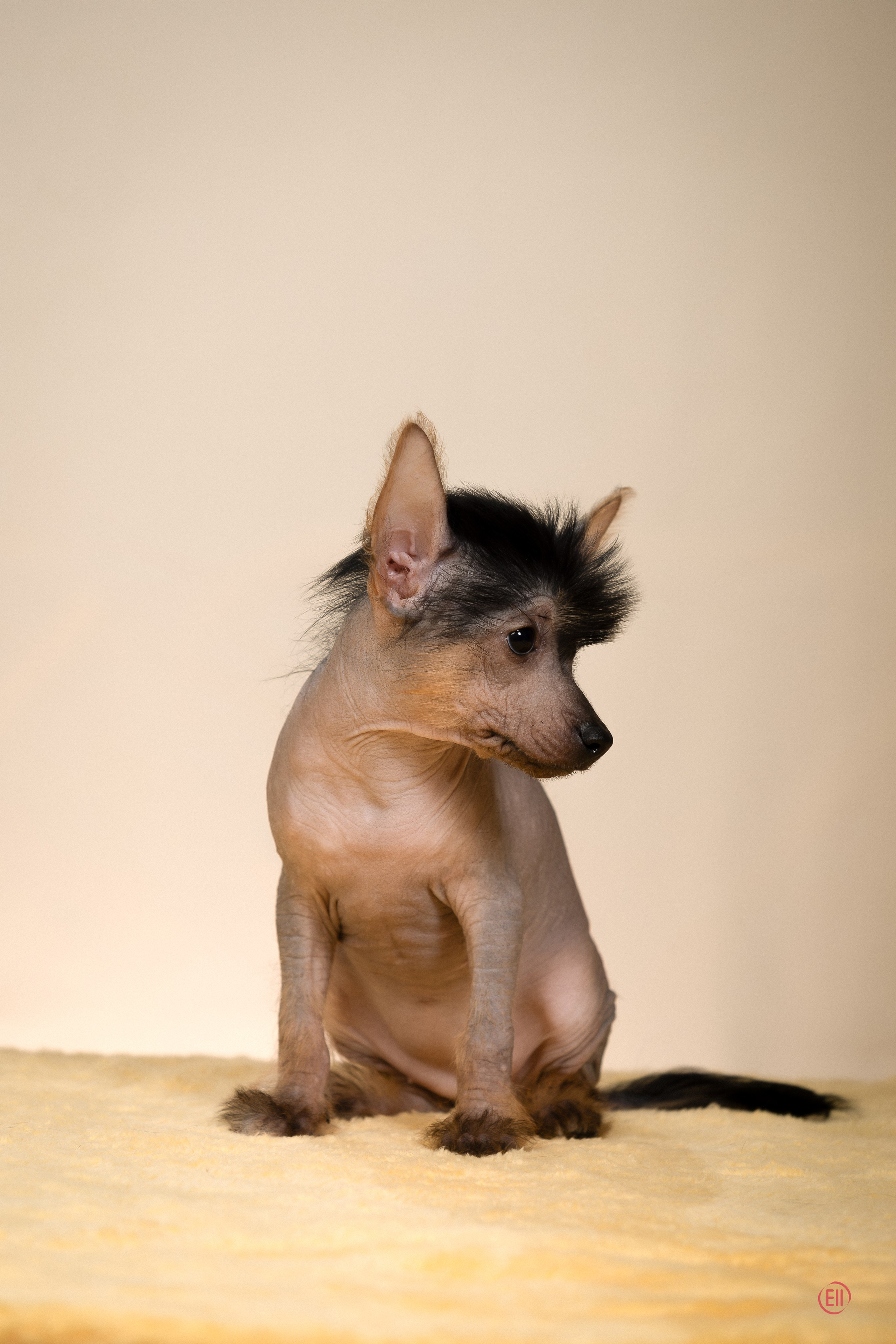 Poale Ell Zhasmin. Poale Ell Chinese Crested Dog Kennel: Buy a puppy from the kennel