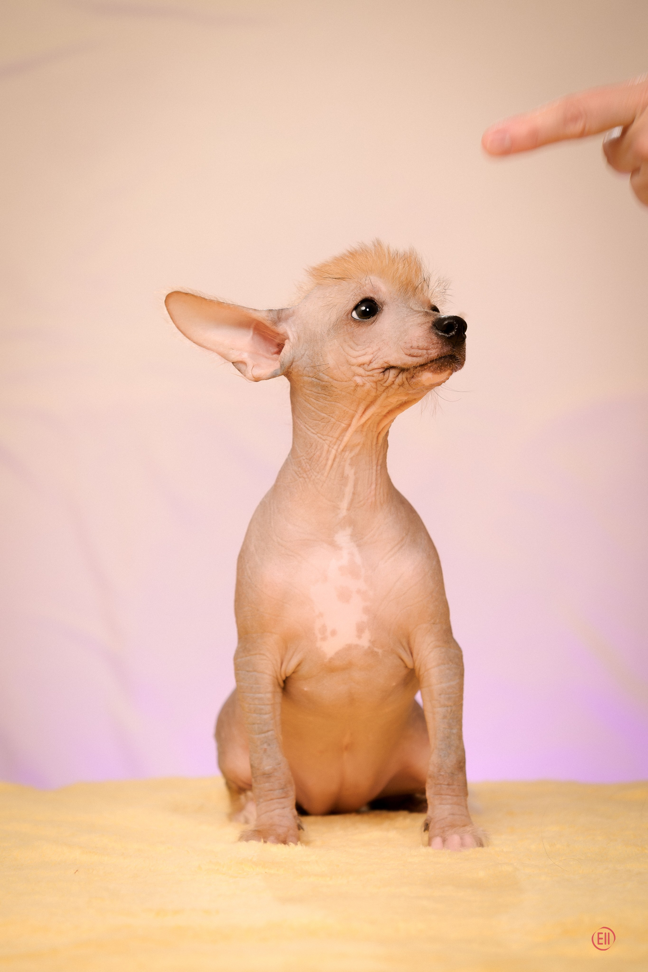 Poale Ell Eva. Poale Ell Chinese Crested Dog Kennel: Buy a puppy from the kennel