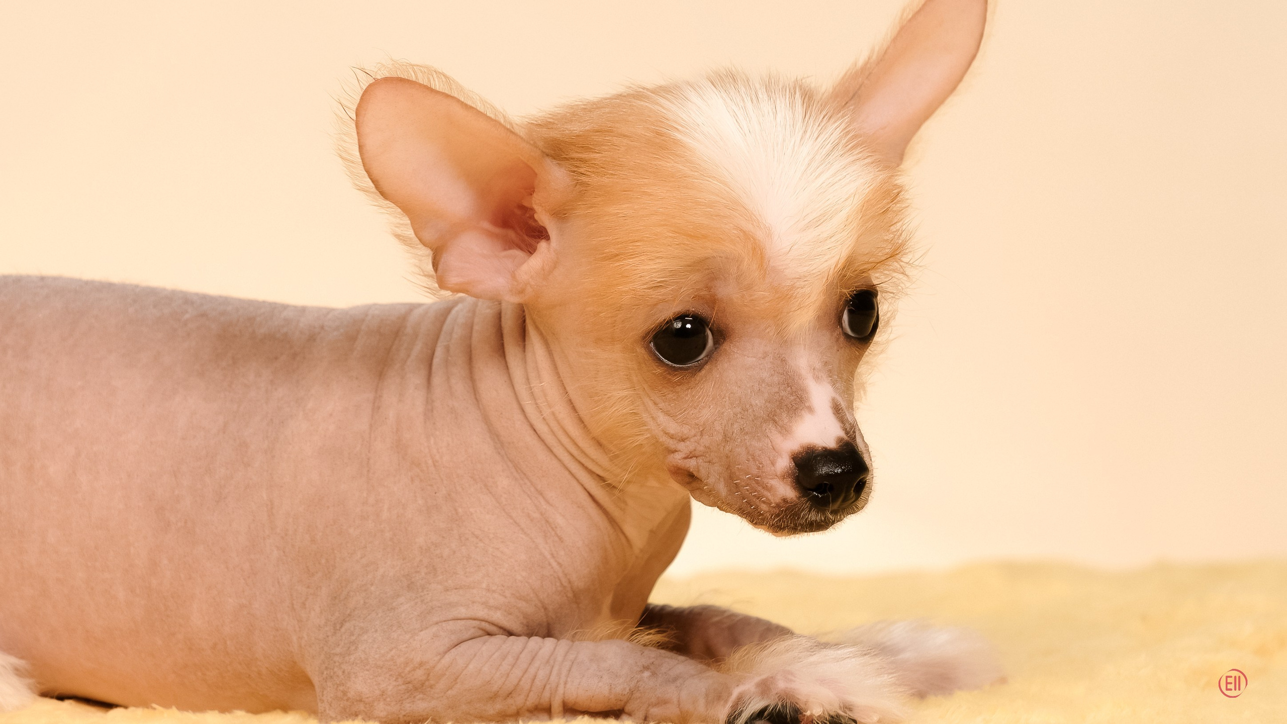 Poale Ell Evsei. Poale Ell Chinese Crested Dog Kennel: Buy a puppy from the kennel