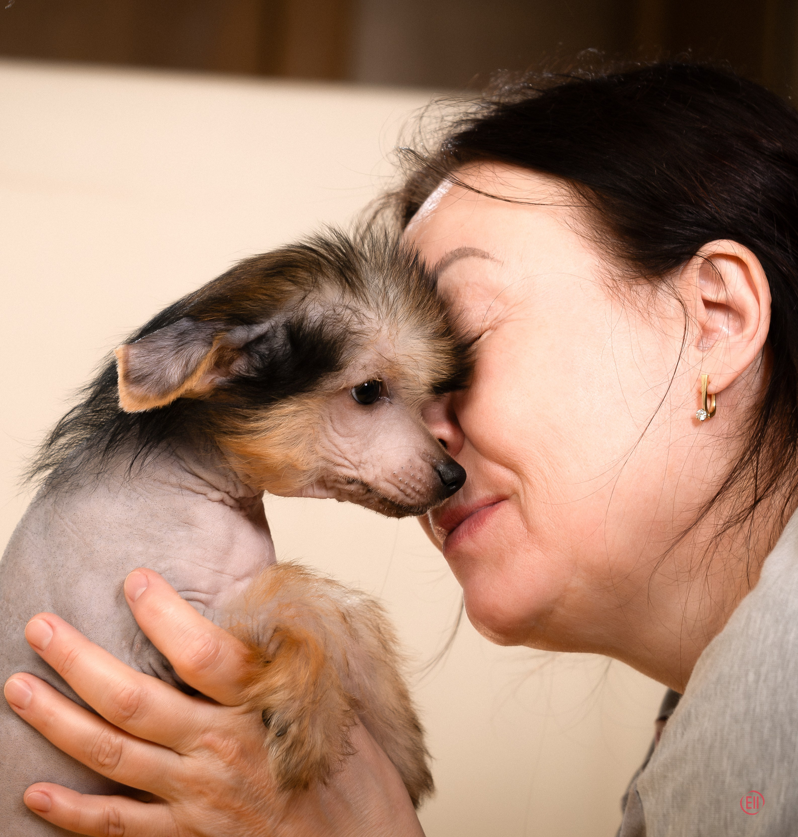 Poale Ell Zhan. Poale Ell Chinese Crested Dog Kennel: Buy a puppy from the kennel