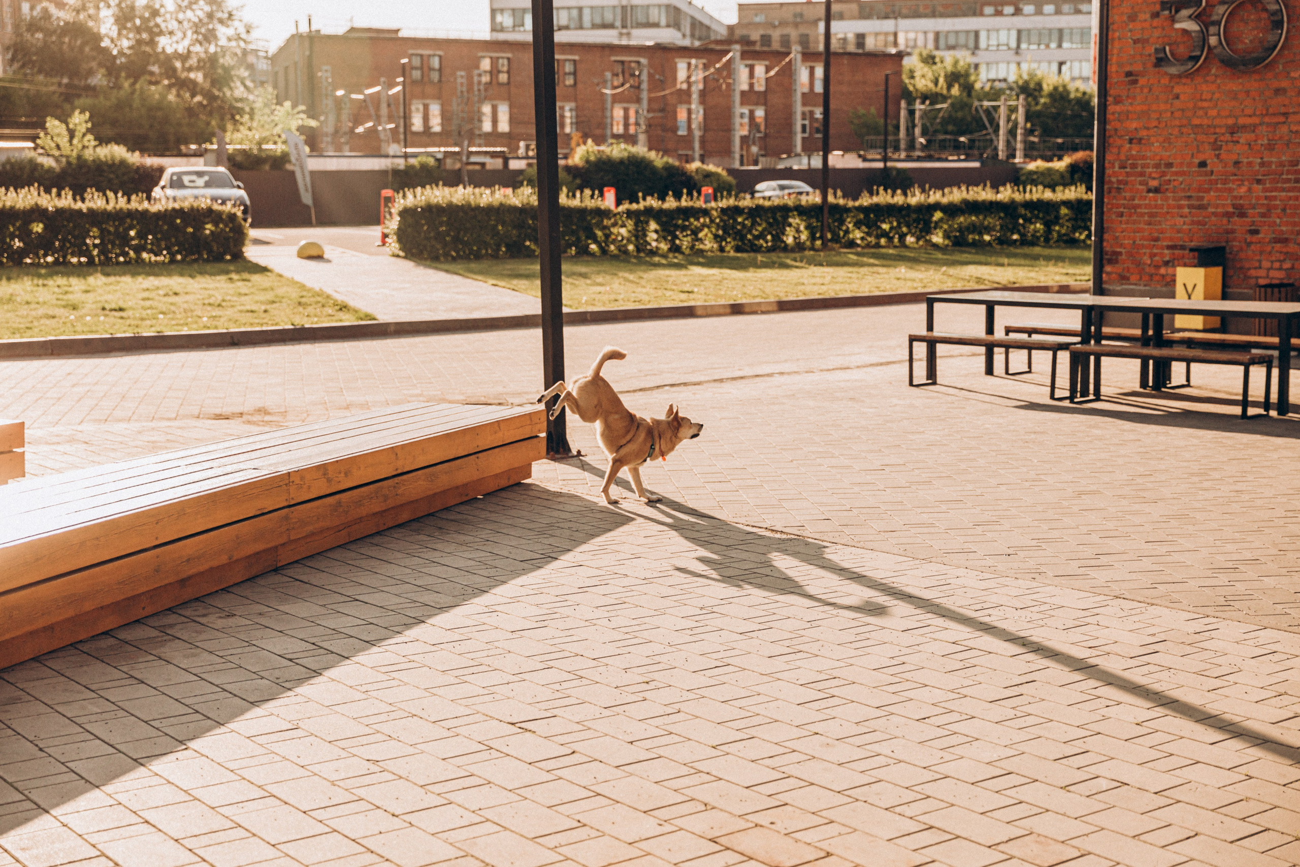 Фотограф-анималист в Москве Соломонова Варвара
