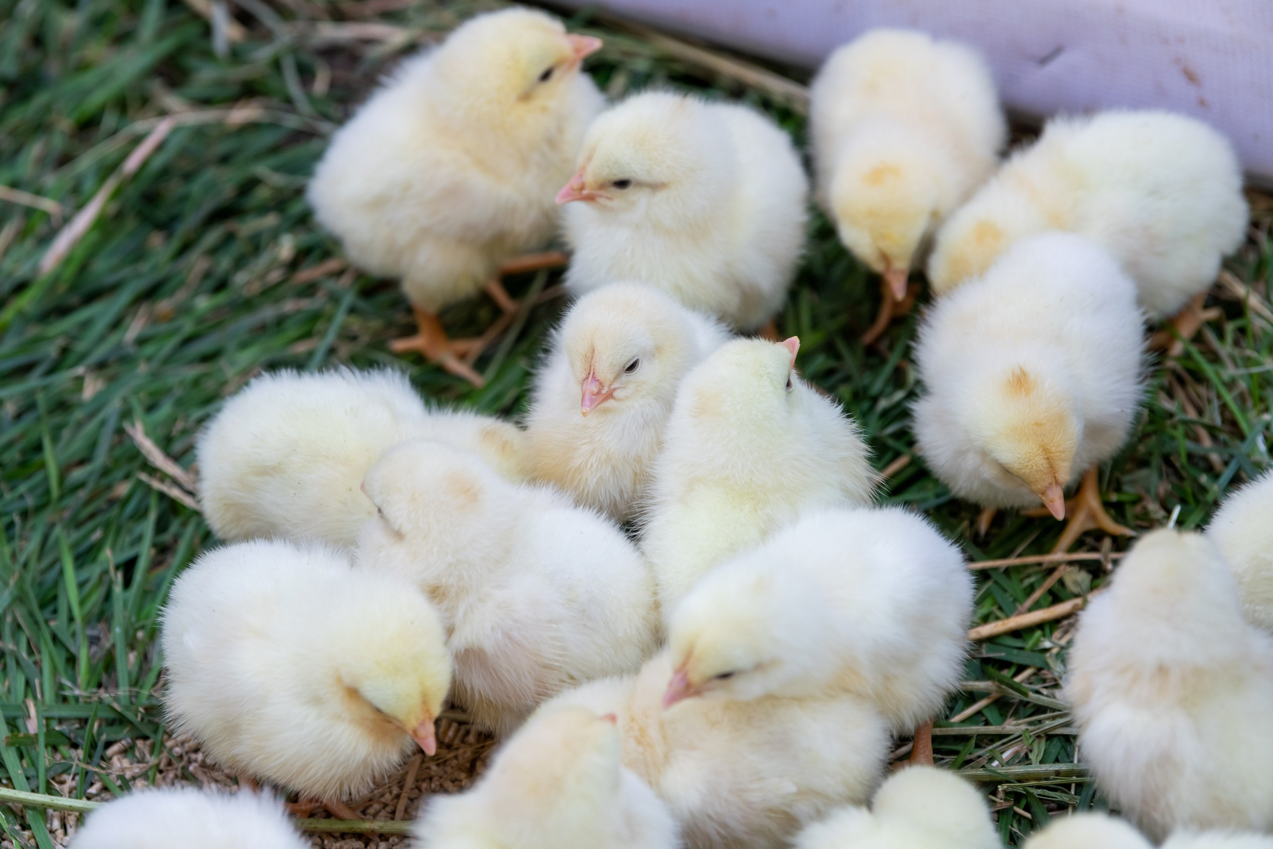 Всероссийский День Поля — 2023. Казань. Foto-Zuev фотография как искусство