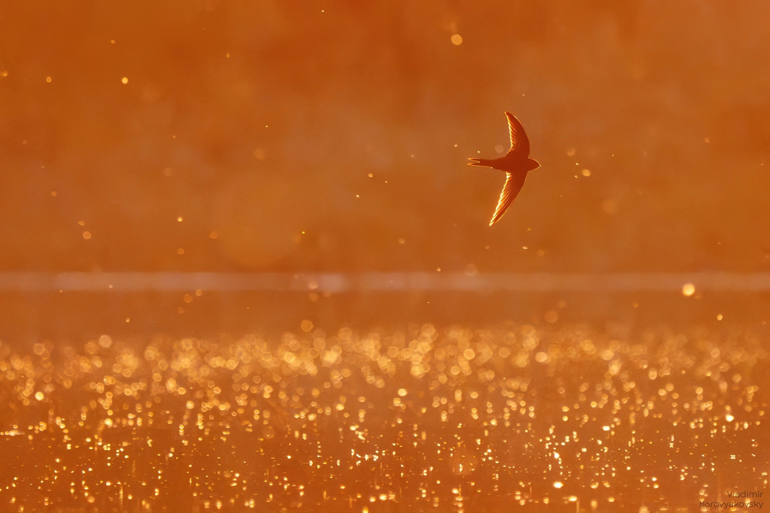 Животные. Фотограф Владимир Коровяковский