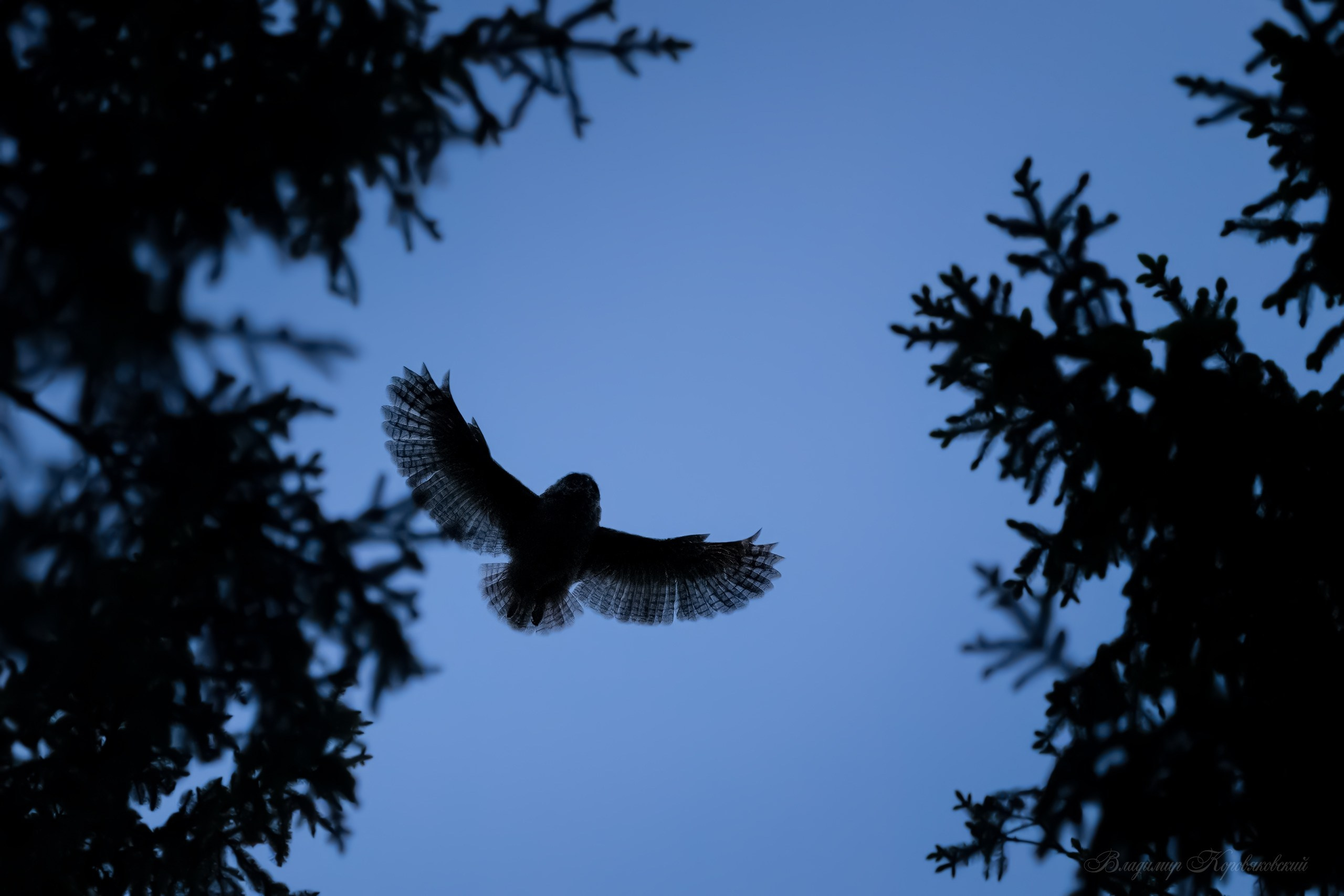 Животные. Фотограф Владимир Коровяковский