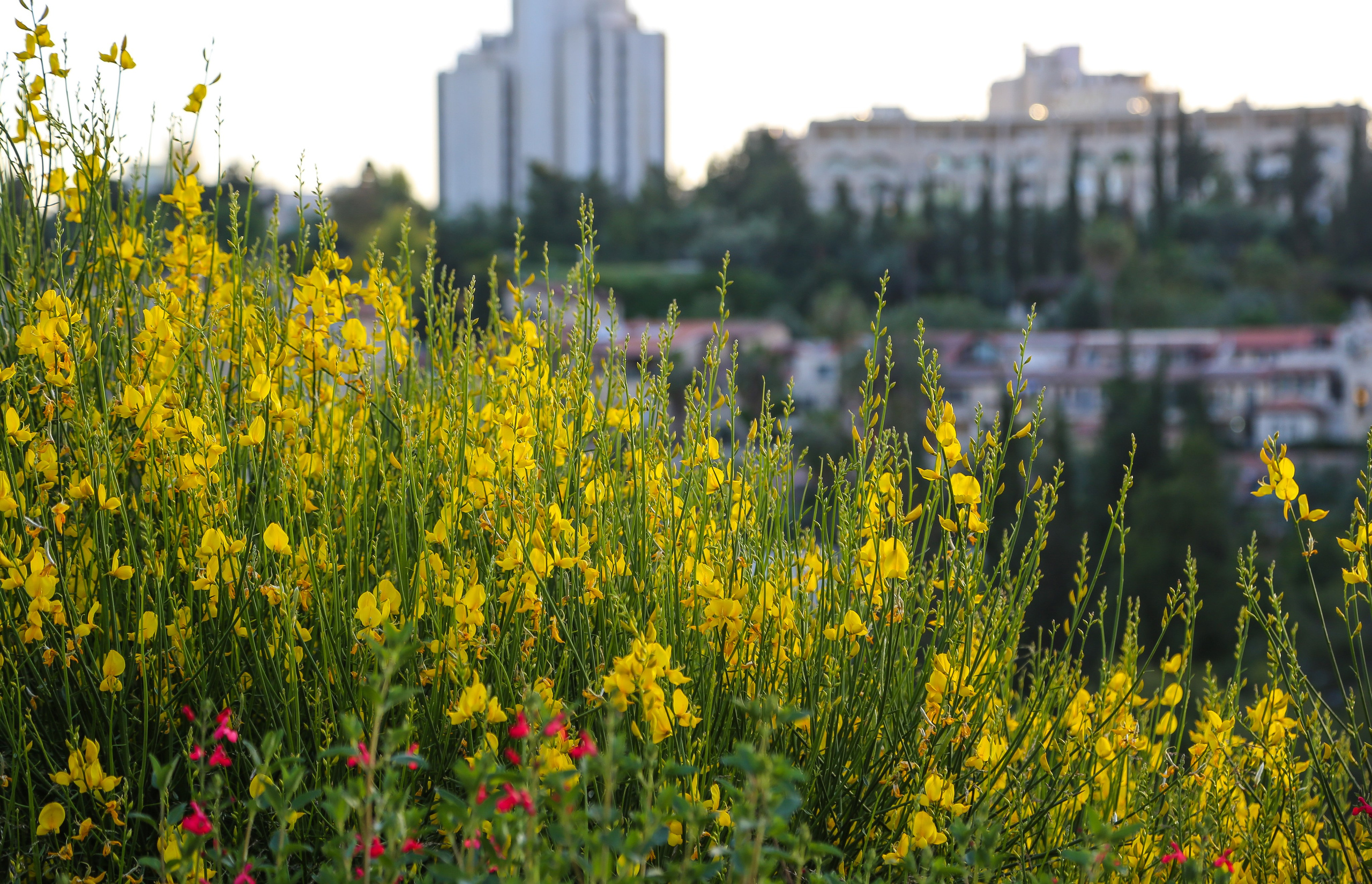 Израиль: «Под небом голубым есть город золотой…». Дарья Письменюк / Darya Leitstern — фотограф, музыкант, журналист, путешественник