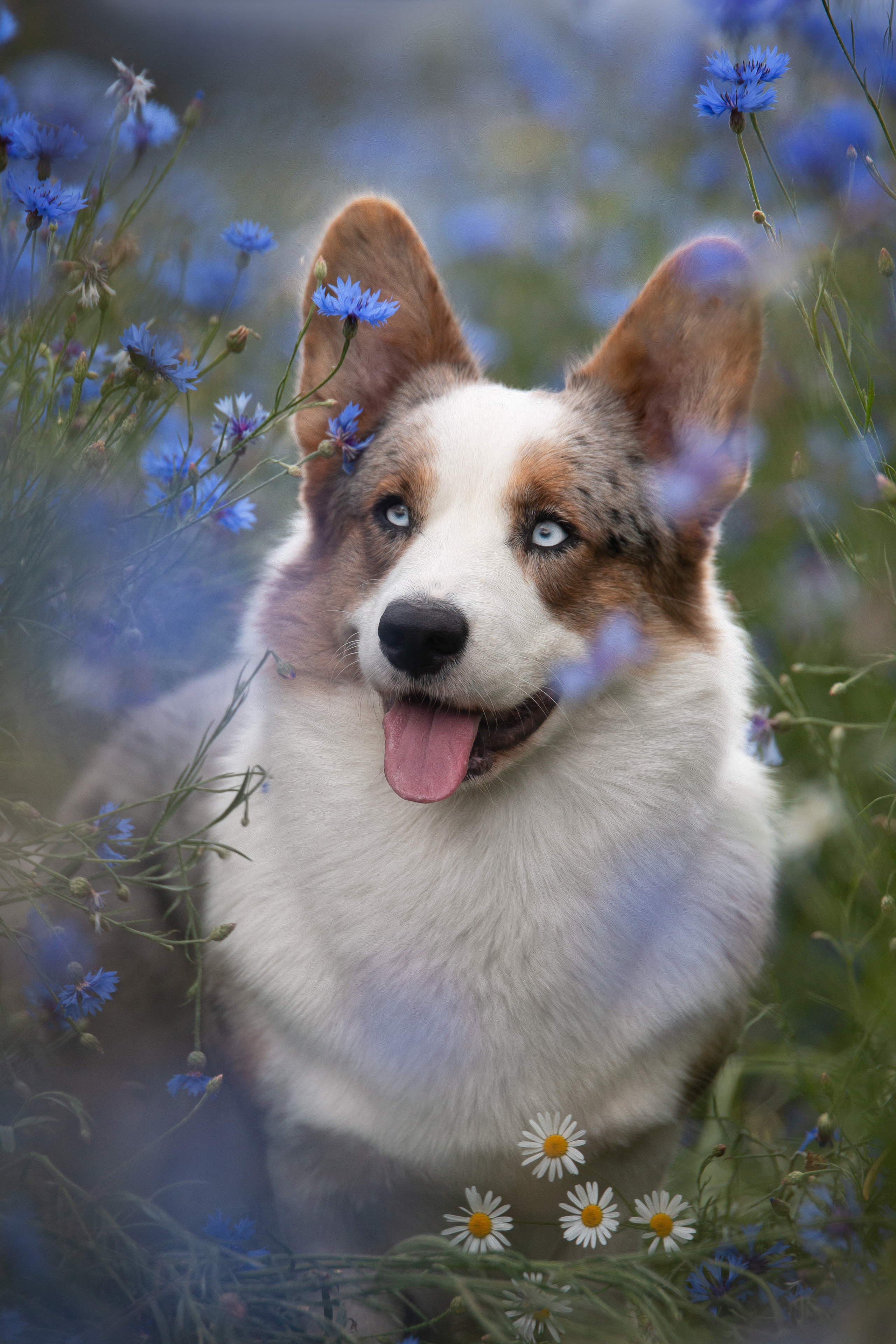 Фотограф анималист, семейный фотограф, фотограф собак Комратова Мария. г. Москва