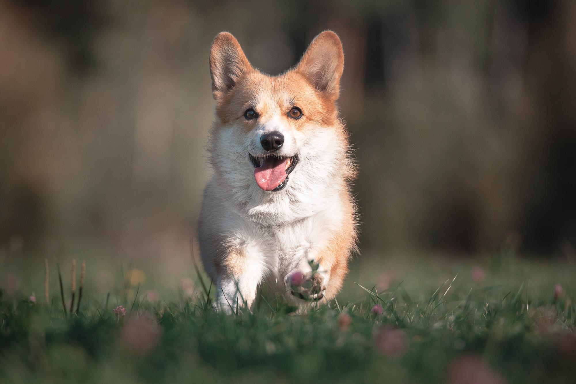 Фотограф анималист, семейный фотограф, фотограф собак Комратова Мария. г. Москва