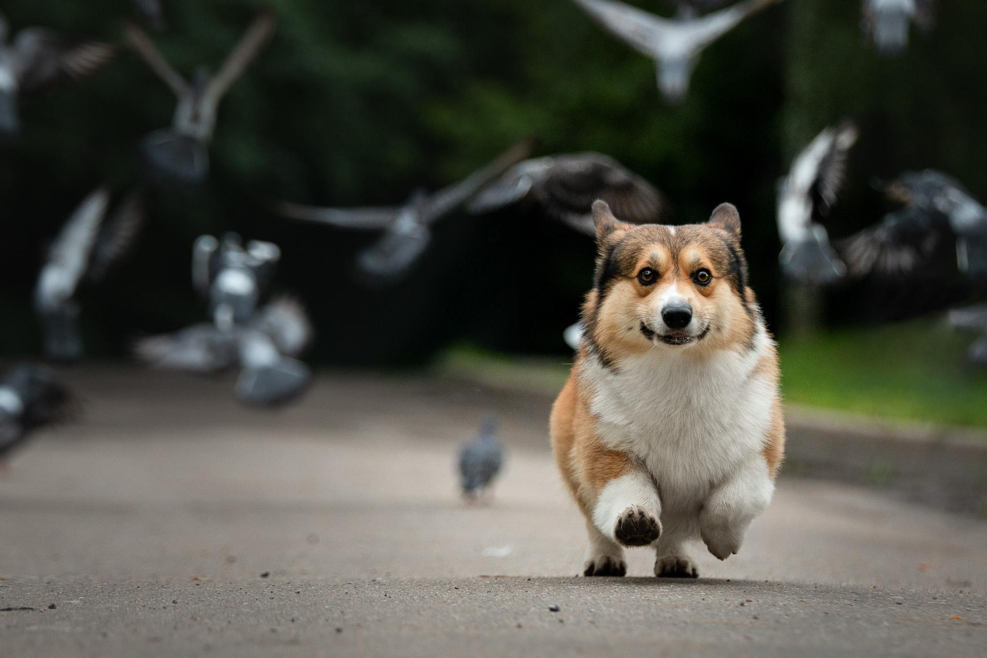 Фотограф анималист, семейный фотограф, фотограф собак Комратова Мария. г. Москва