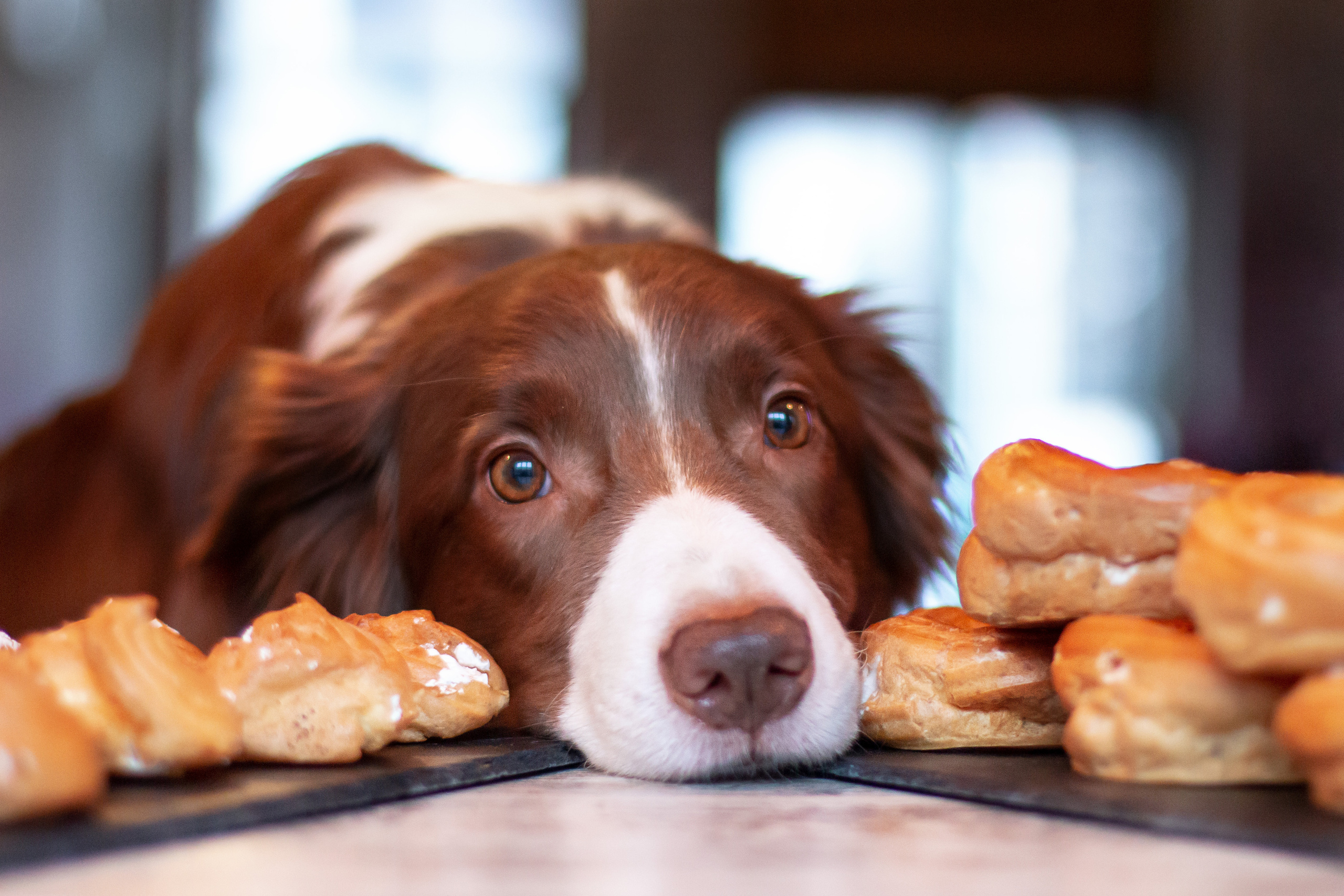 Фотограф анималист, семейный фотограф, фотограф собак Комратова Мария. г. Москва