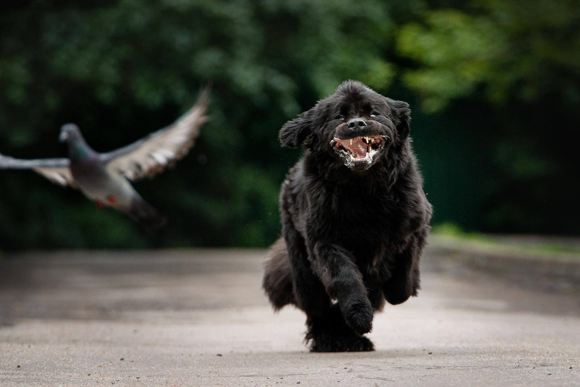 Фотограф анималист, семейный фотограф, фотограф собак Комратова Мария. г. Москва