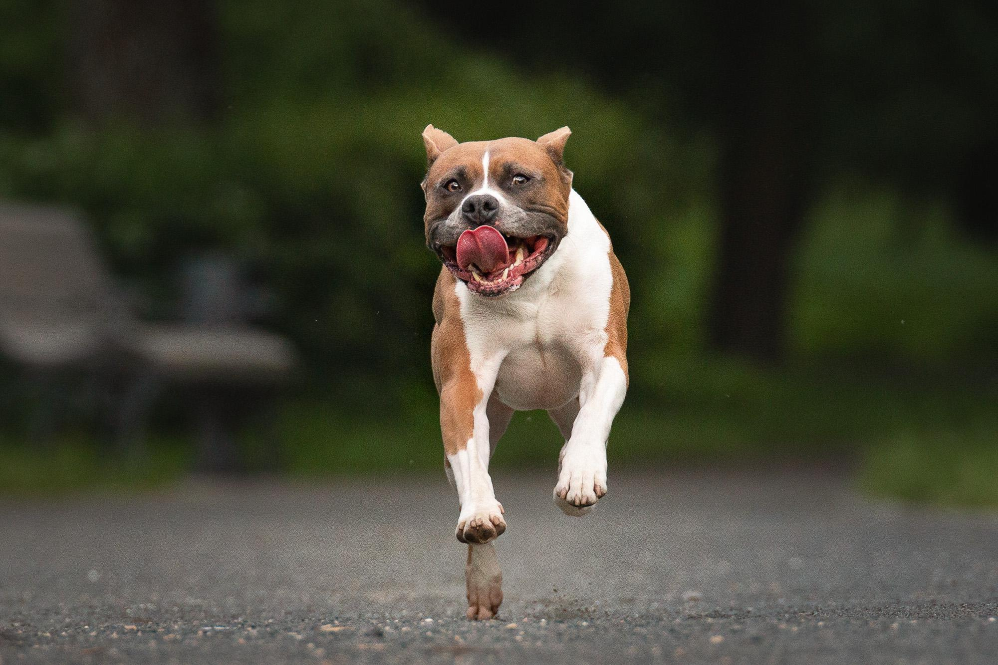 Фотограф анималист, семейный фотограф, фотограф собак Комратова Мария. г. Москва