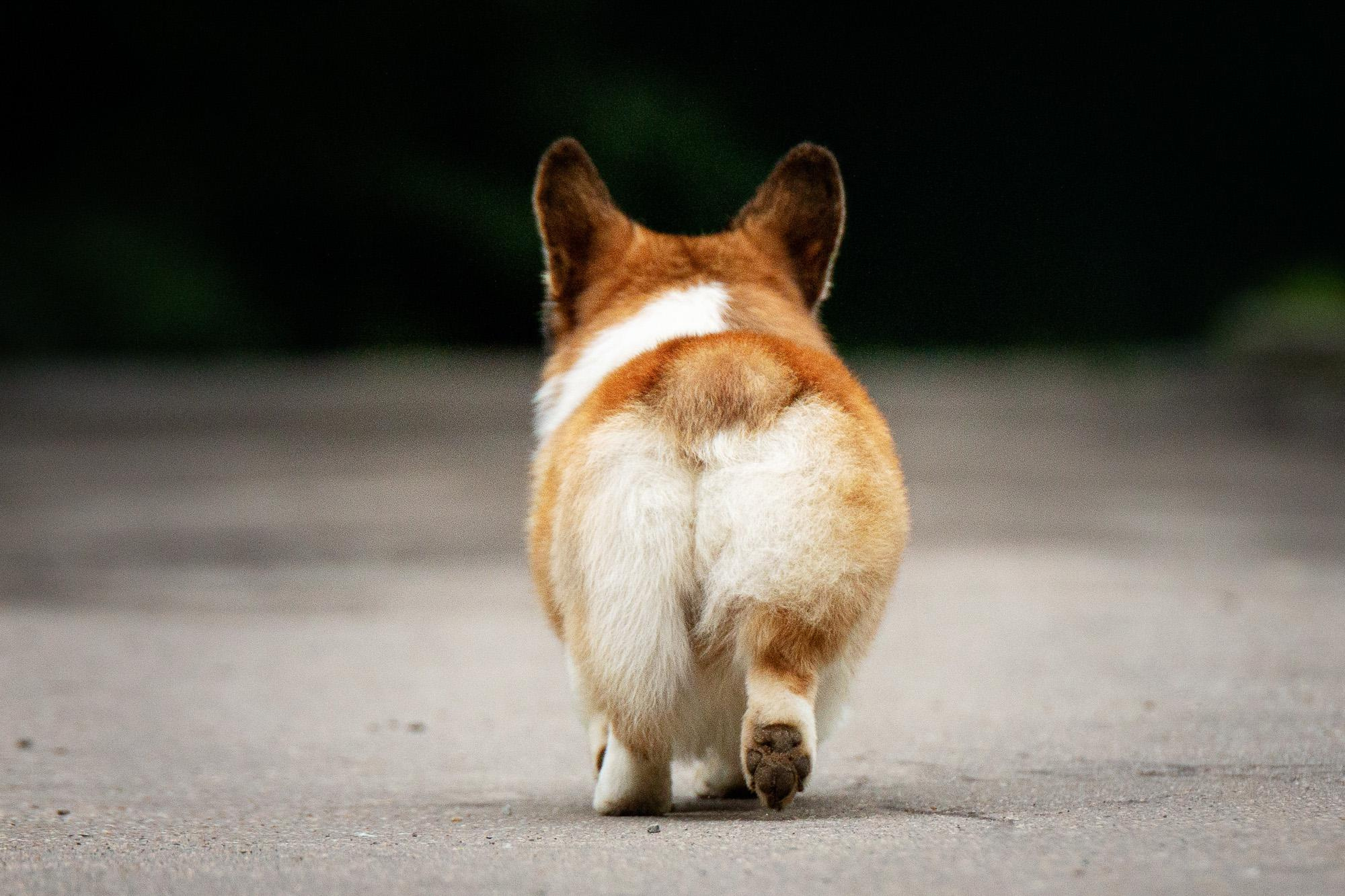 Фотограф анималист, семейный фотограф, фотограф собак Комратова Мария. г. Москва