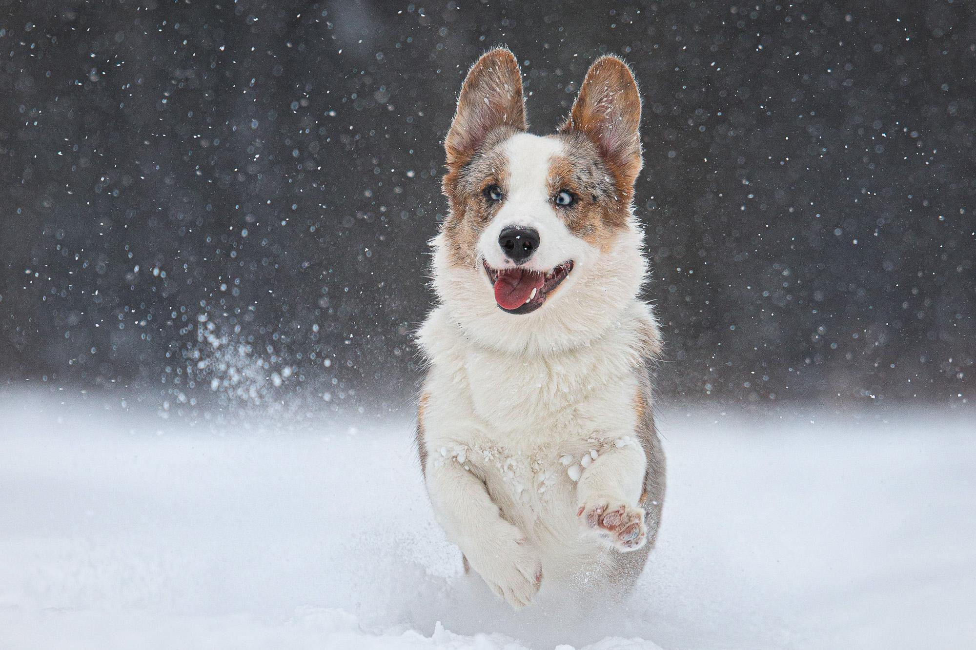 Фотограф анималист, семейный фотограф, фотограф собак Комратова Мария. г. Москва