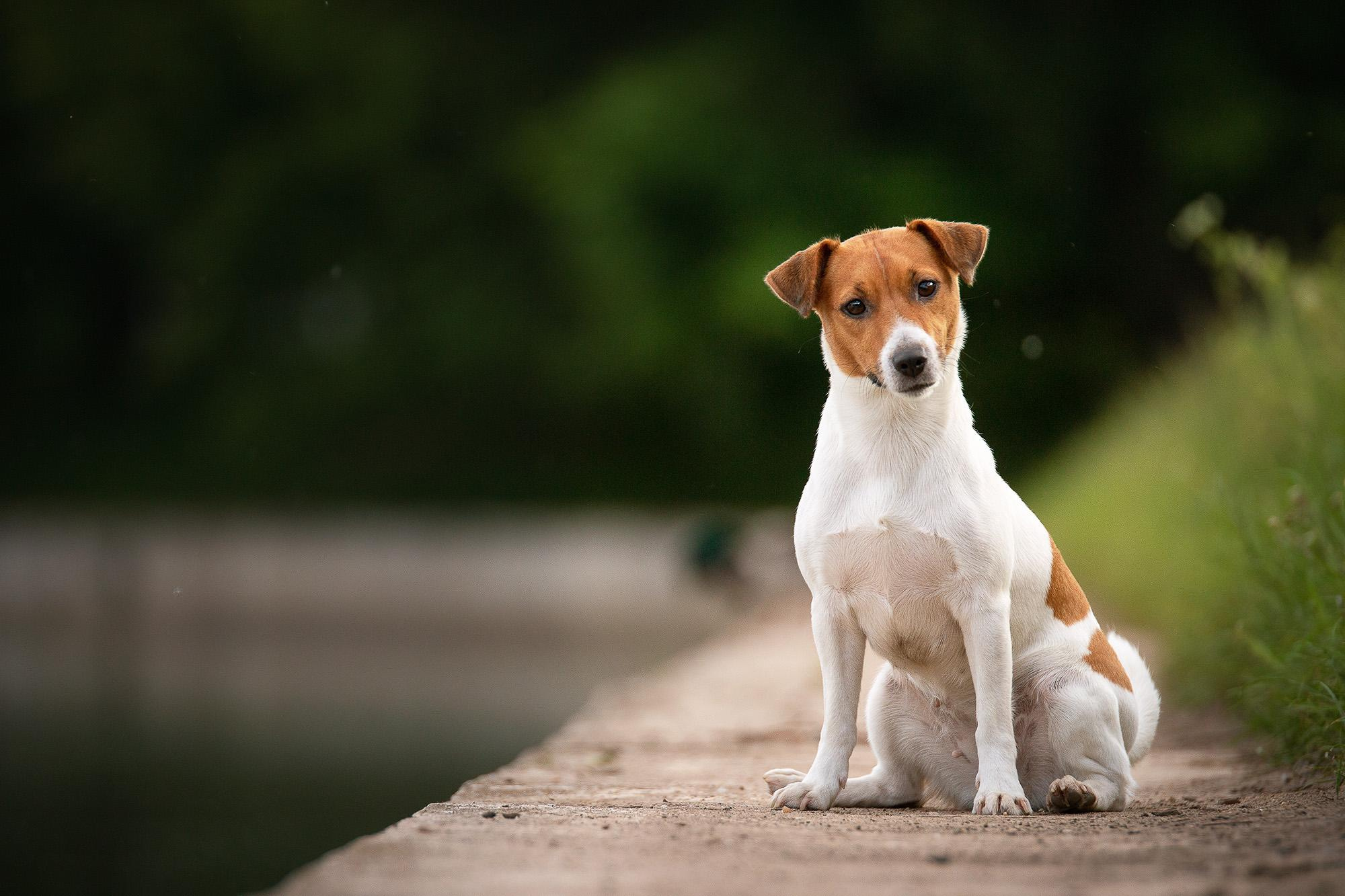 Фотограф анималист, семейный фотограф, фотограф собак Комратова Мария. г. Москва