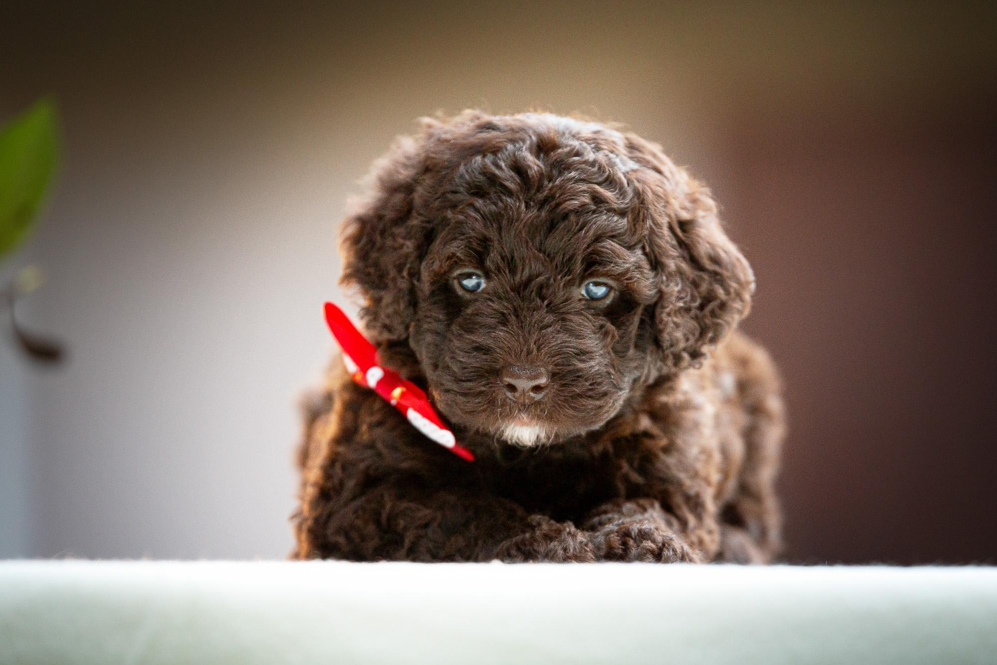 Фотограф анималист, семейный фотограф, фотограф собак Комратова Мария. г. Москва
