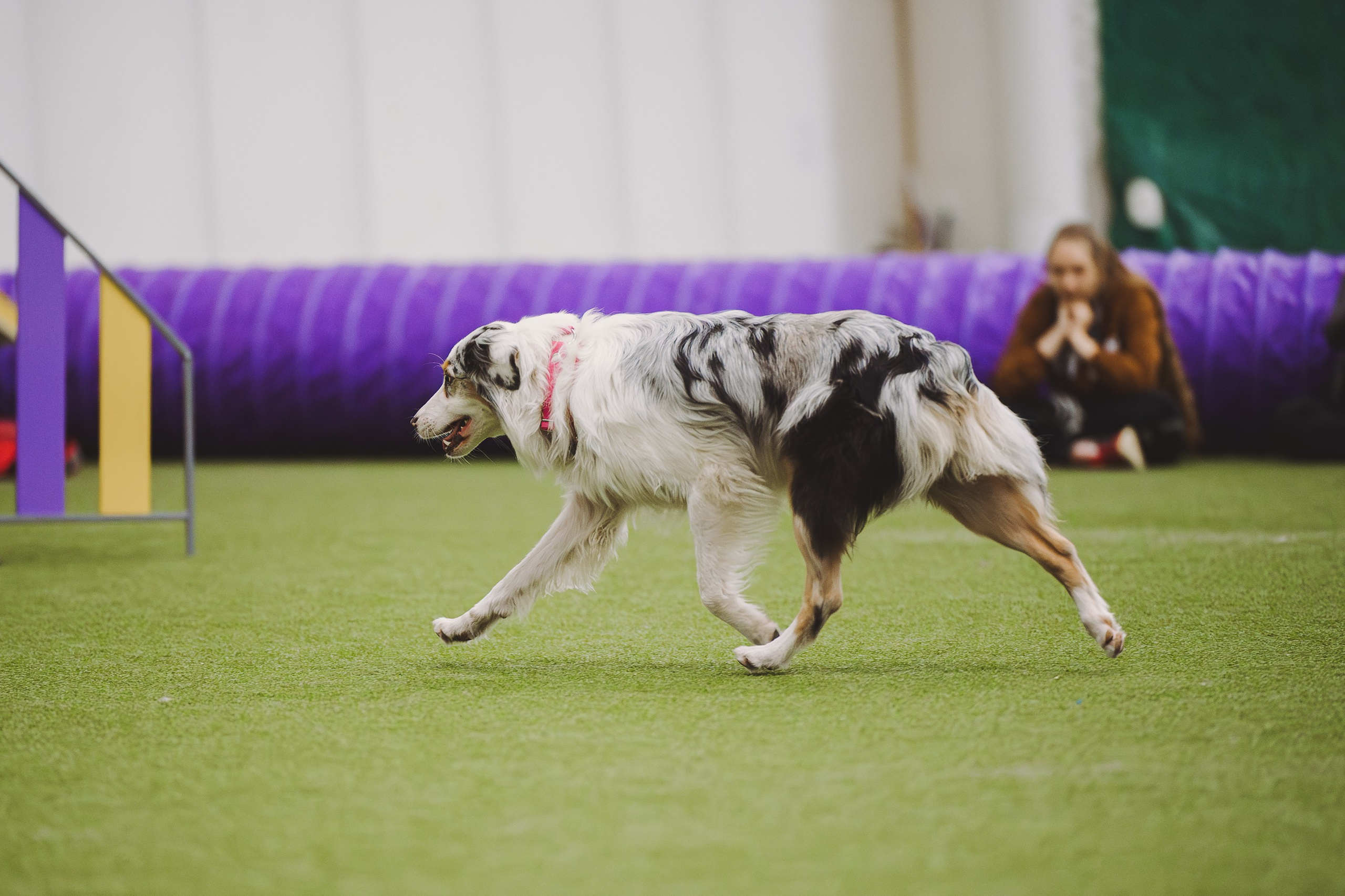 Кайса. BLGKV питомник собак