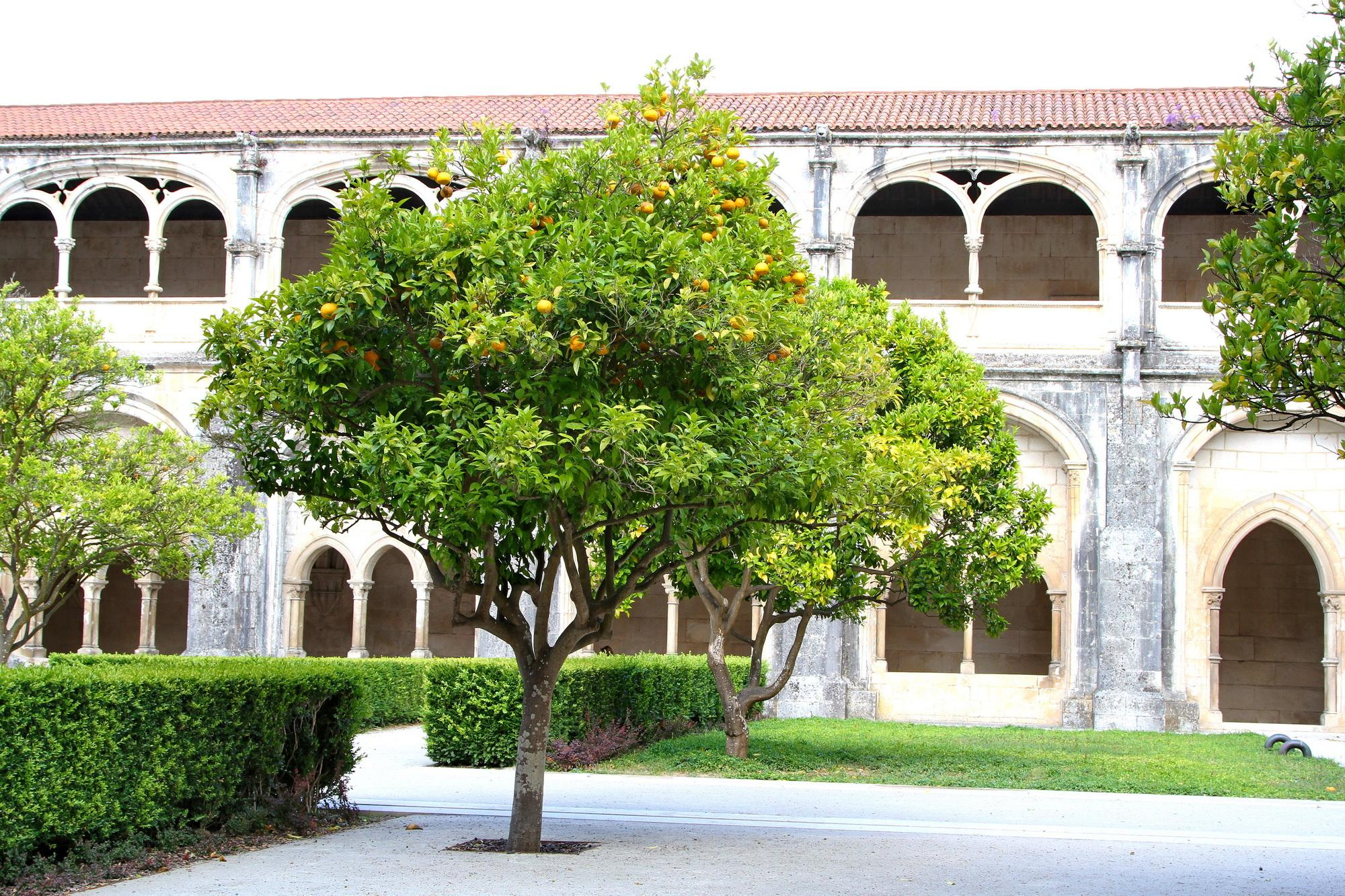 Алкобаса Баталья Обидуш