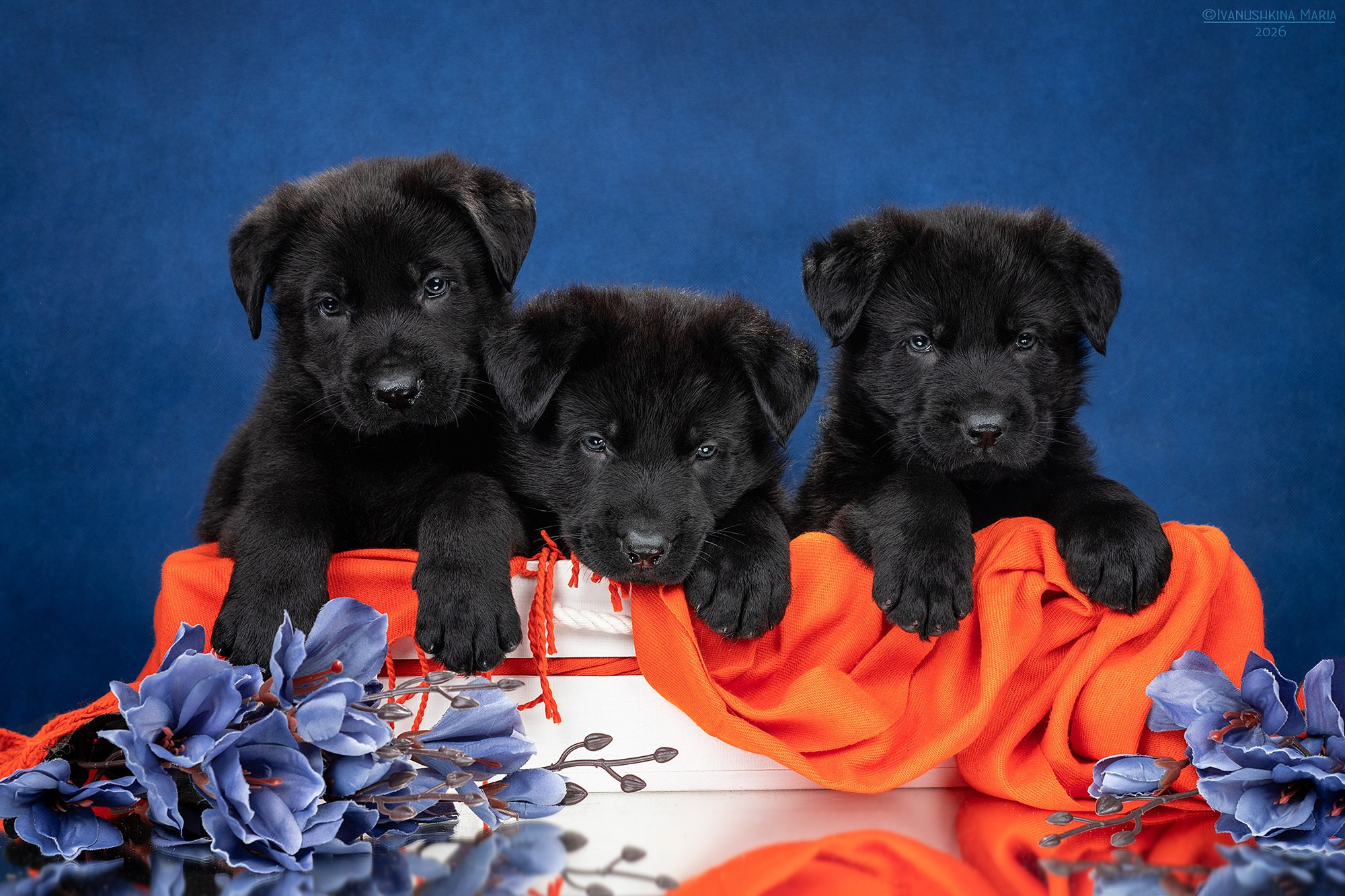 Фотосессия щенков на фонах. Фотограф собак в Москве и Московской области Иванушкина Мария