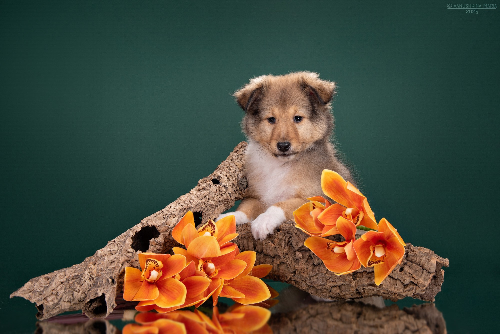 Фотосессия щенков на фонах. Фотограф собак в Москве и Московской области Иванушкина Мария