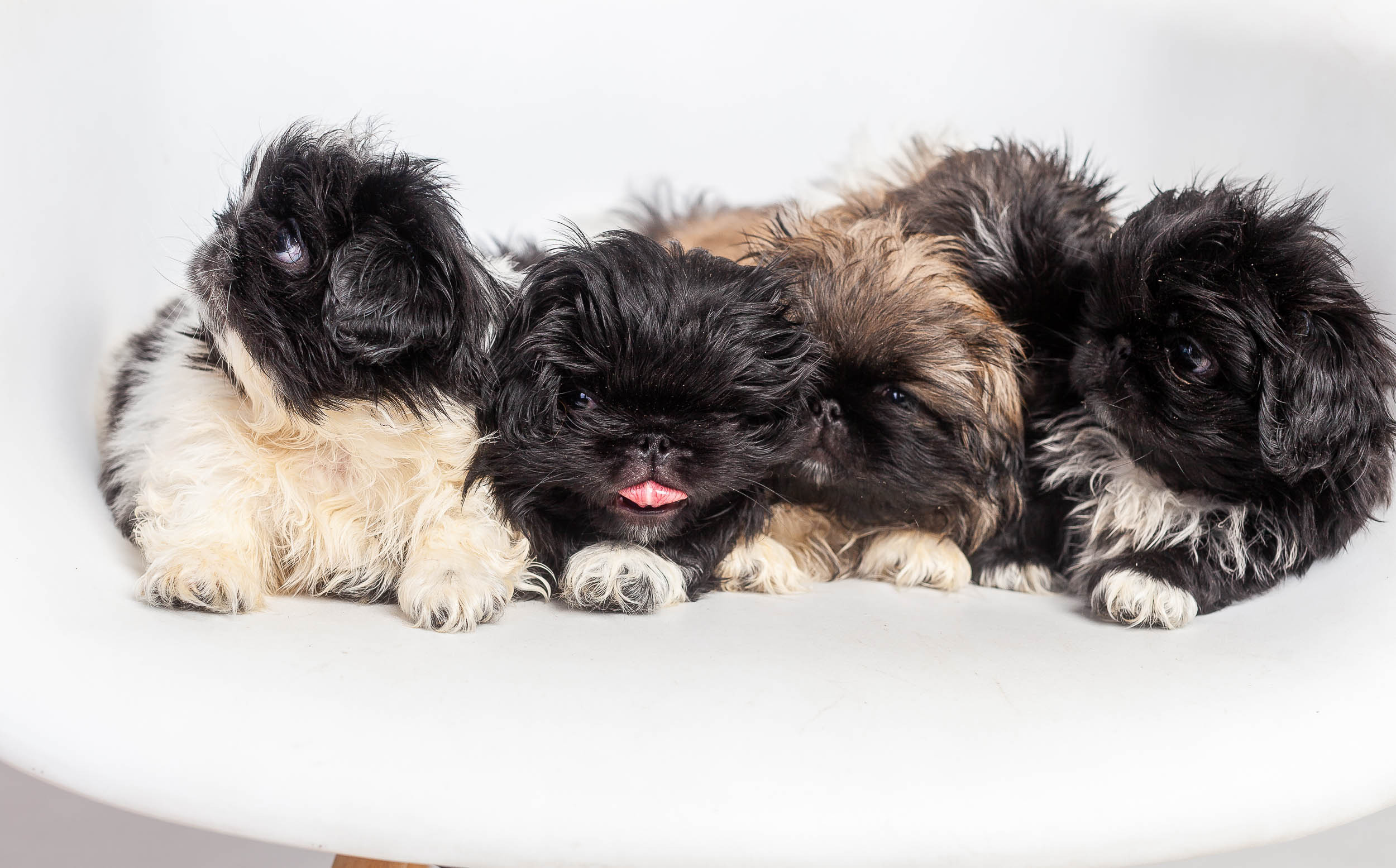 Профессиональная фотосессия животных