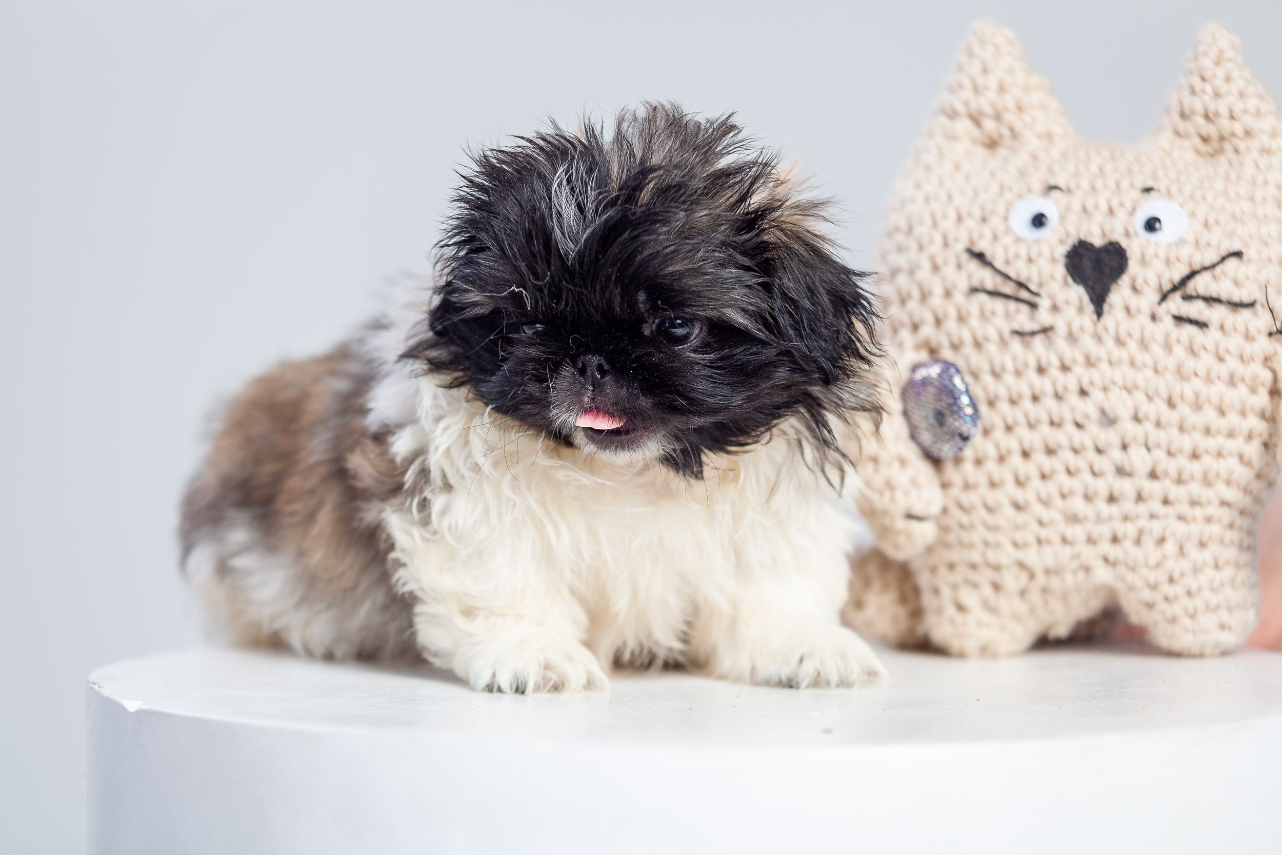 Профессиональная фотосессия животных