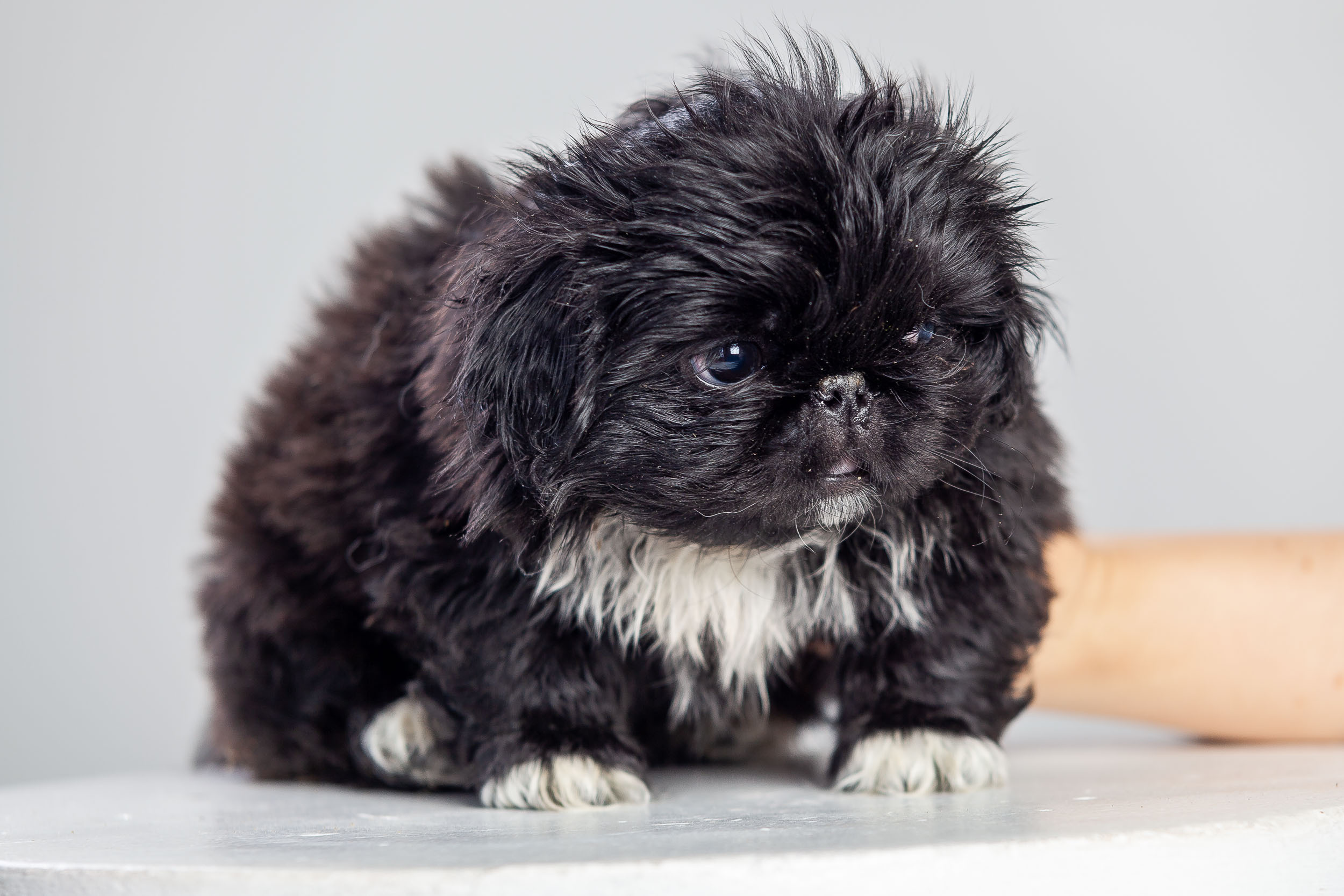 Профессиональная фотосессия животных
