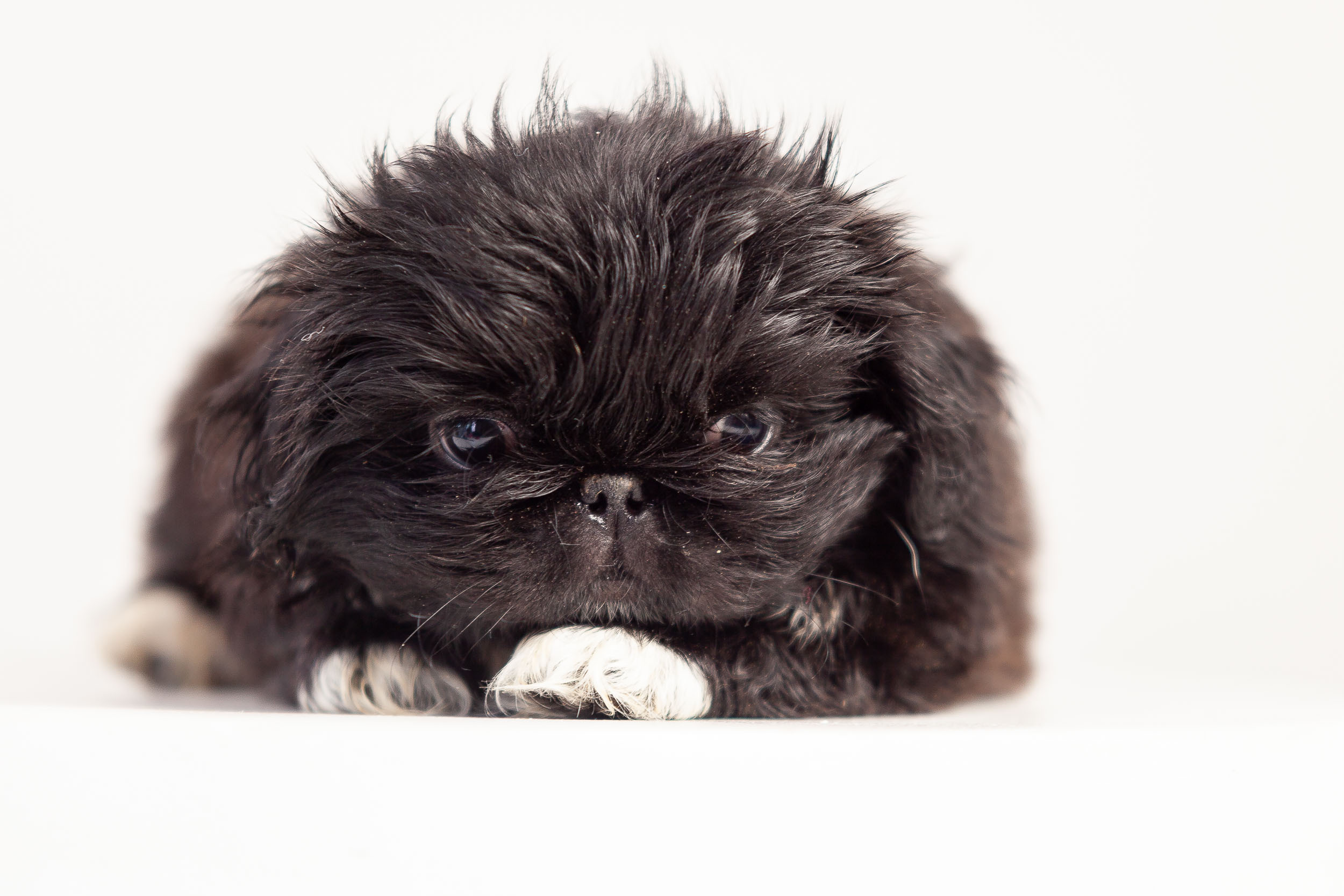 Профессиональная фотосессия животных