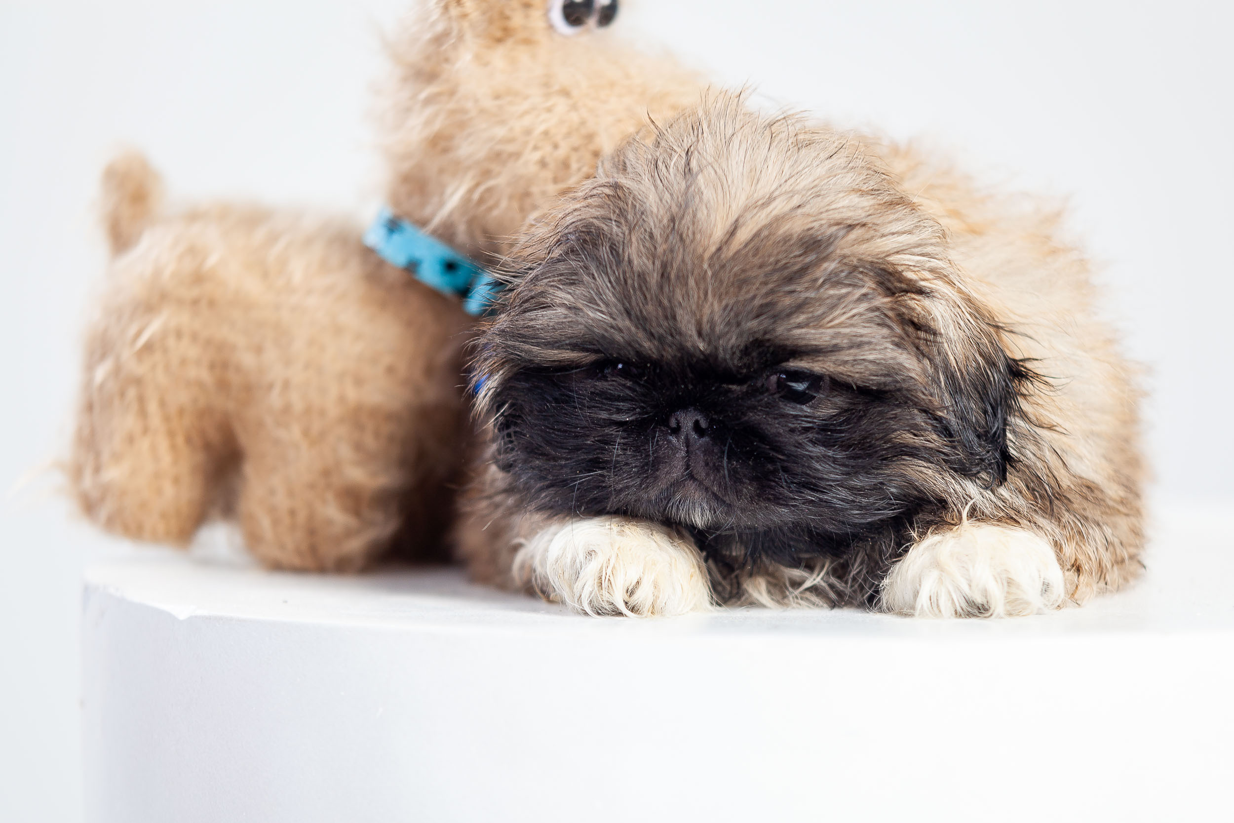 Профессиональная фотосессия животных